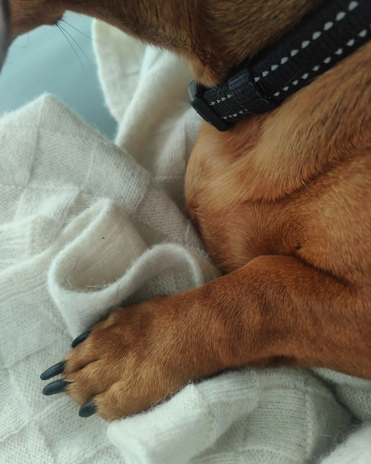 Frankie’s made it clear — the Bohepe blanket is his now. πΎπ Soft, warm, and too good to share.
#naughtysausage #BohepeBlanket #WyldWool #DogApproved #WoolLovers #MadeInNZ #CozyDays