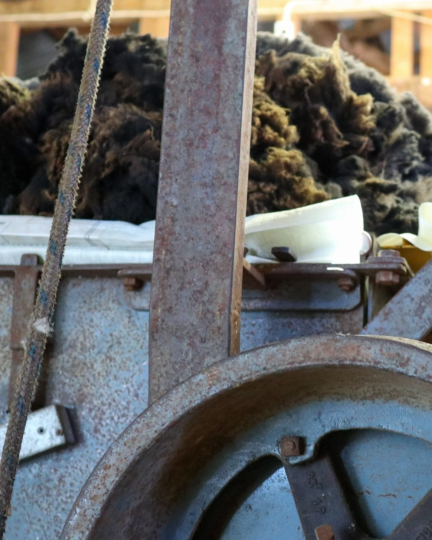 Shearing time at Wyld 🐑✂️

Pihepe are wild sheep - horned, strong, and independent - and shearing them is not for the faint-hearted. They don&rsquo;t always want to cooperate, and a few will challenge even the most experienced shearer.

Huge respect