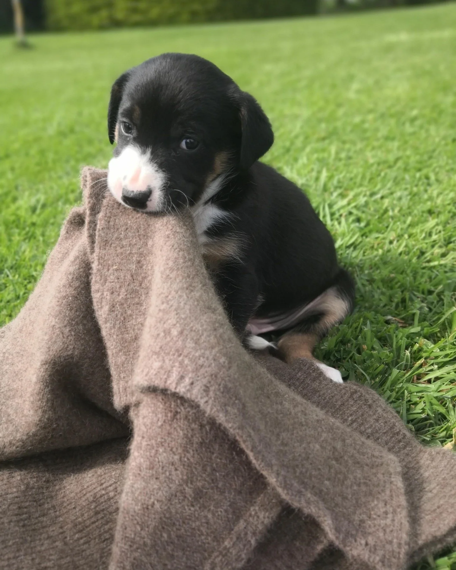 These photos are from five years ago &mdash; Sox as a pup.
Now, Sox is a working dog, part of the daily flow of farm life.
Proof that farm dogs don&rsquo;t just grow up&hellip; they grow into the job.