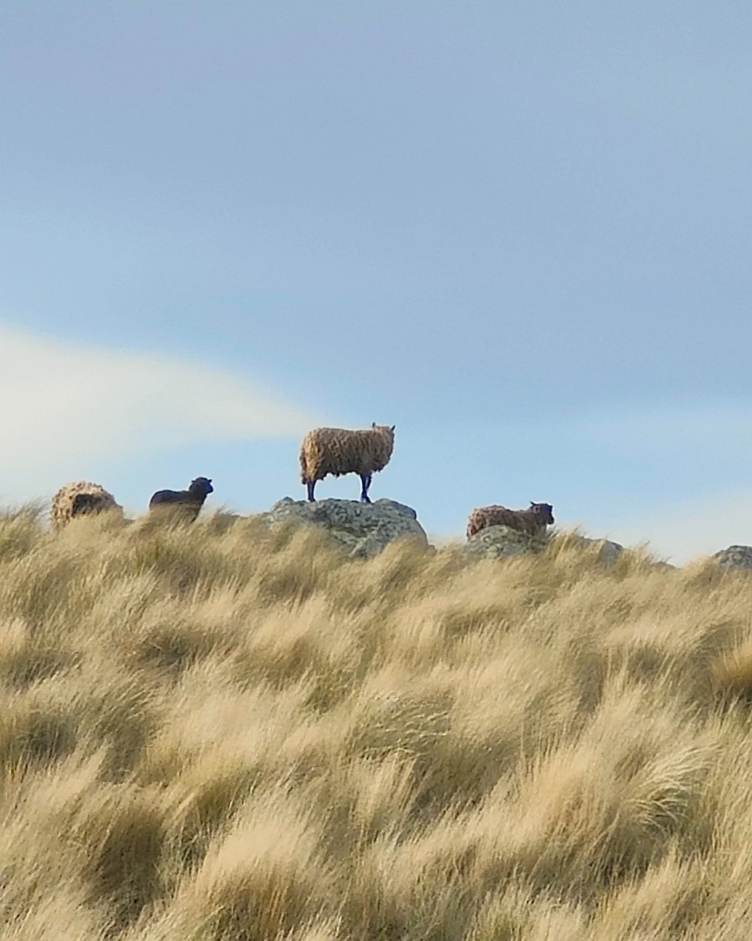 The home of Wyld - Lucas Bay, Banks Peninsula, Canterbury.