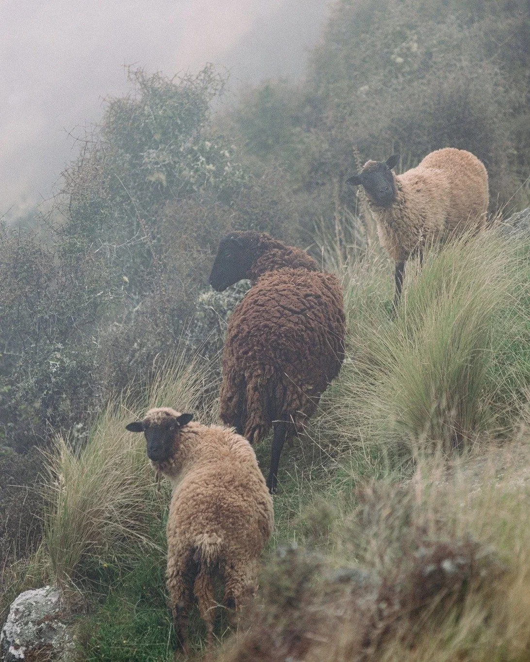 From wild places. 

These are Pitt Island Wild Sheep - the sheep behind the story of Wyld.

Raised in the wild, rugged landscape of Banks Peninsula, New Zealand, they&rsquo;re hardy, naturally resilient and beautifully individual. Their wool has a ch