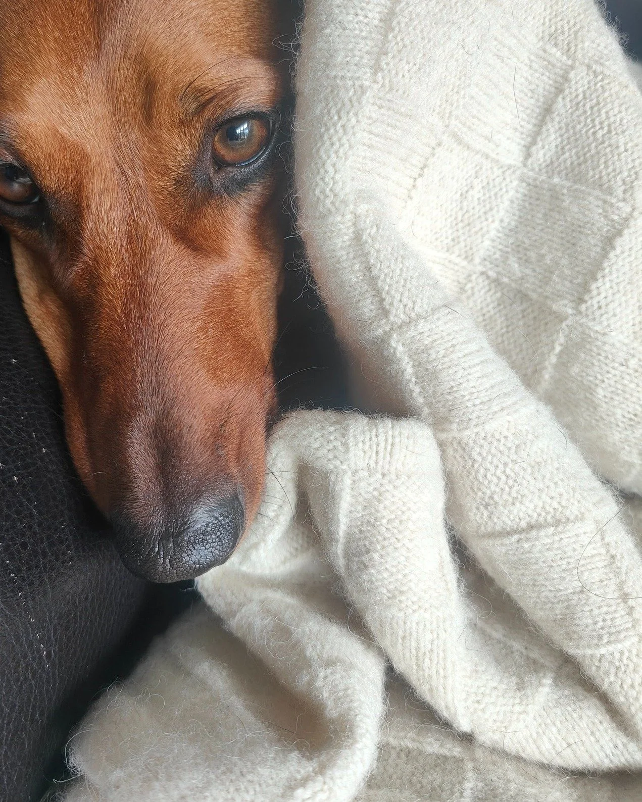 When you said &ldquo;it&rsquo;s for the family&rdquo; but forgot to specify which family member. 😂🐾

Frankie has officially claimed the Bohepe Blanket.

To be fair&hellip; we can&rsquo;t blame him. 🤍

#WyldNZ #Bohepe #BohepeBlanket #DogLife #Cosy 