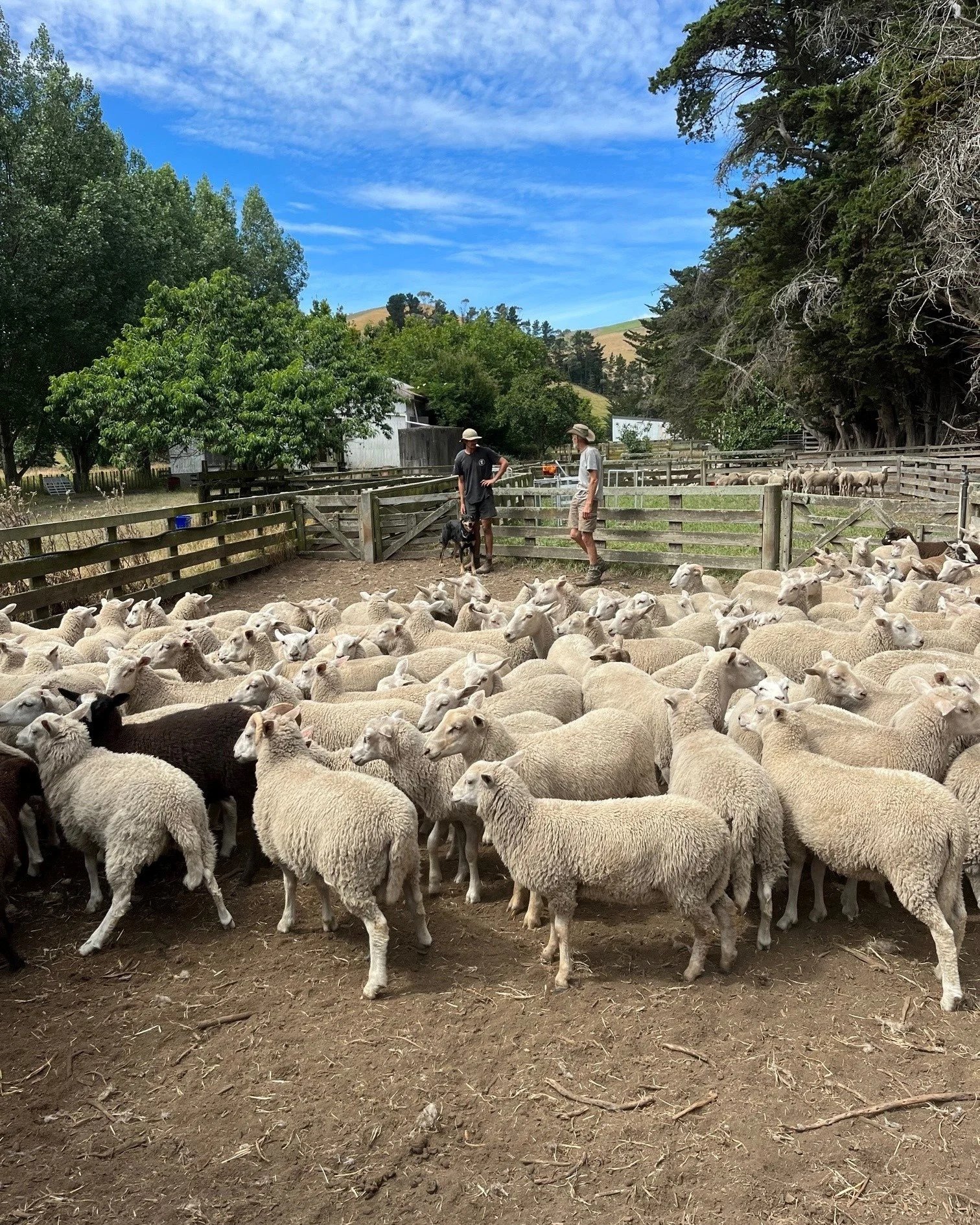 &ldquo;Little Bo-Peep has lost her sheep, 
And can't tell where to find them
Leave them alone, and they'll come home
Bringing their tails behind them"

Can you see where the name Bohepe originated?