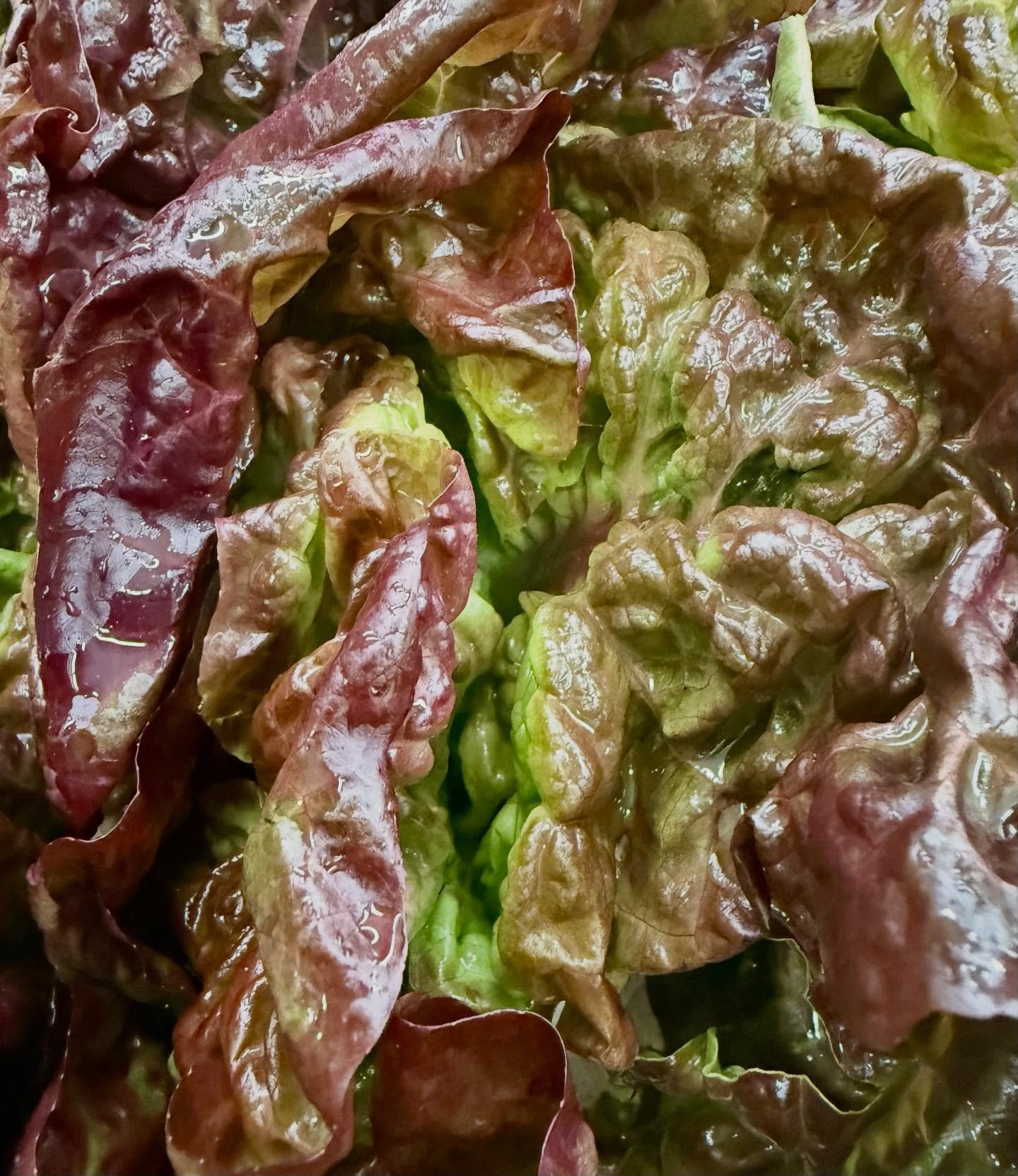 Loving this red leaf from @medfordfoodcoop this morning.