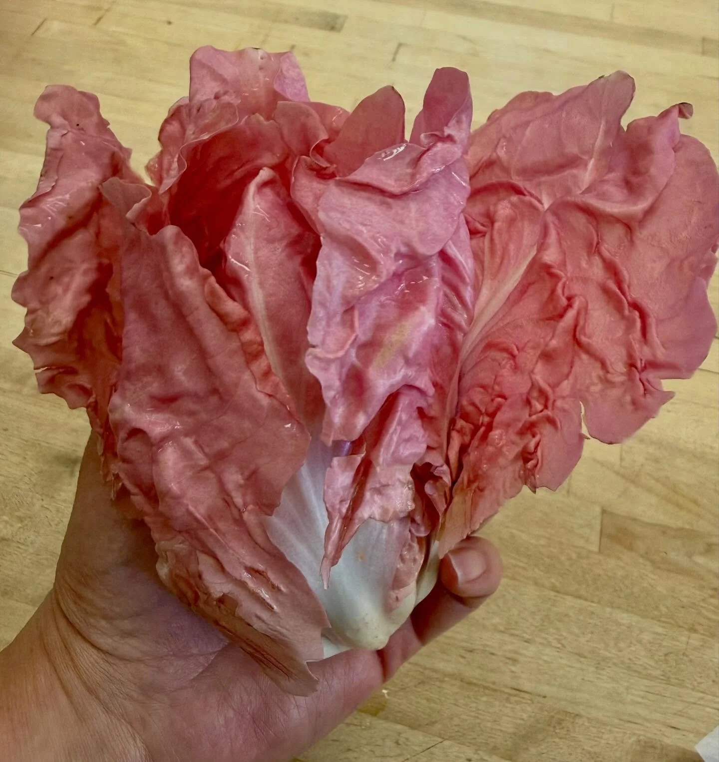 Radicchio Season!! We love it so very much! 
#bossbsalad #wintergreens #eatarainbow #happymonday #happyluncheonette