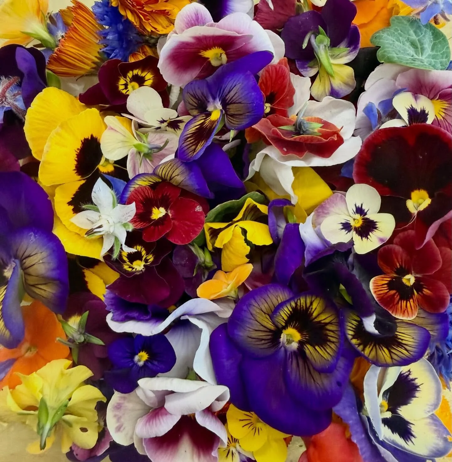 Who is the luckiest?!!! We are!! We are!! Flower day at Luncheonette is the BEST. 
Thank you @ittybittyacresfarm for bringing the most beautiful everything. 🤩✨🌈🥹🌸💐