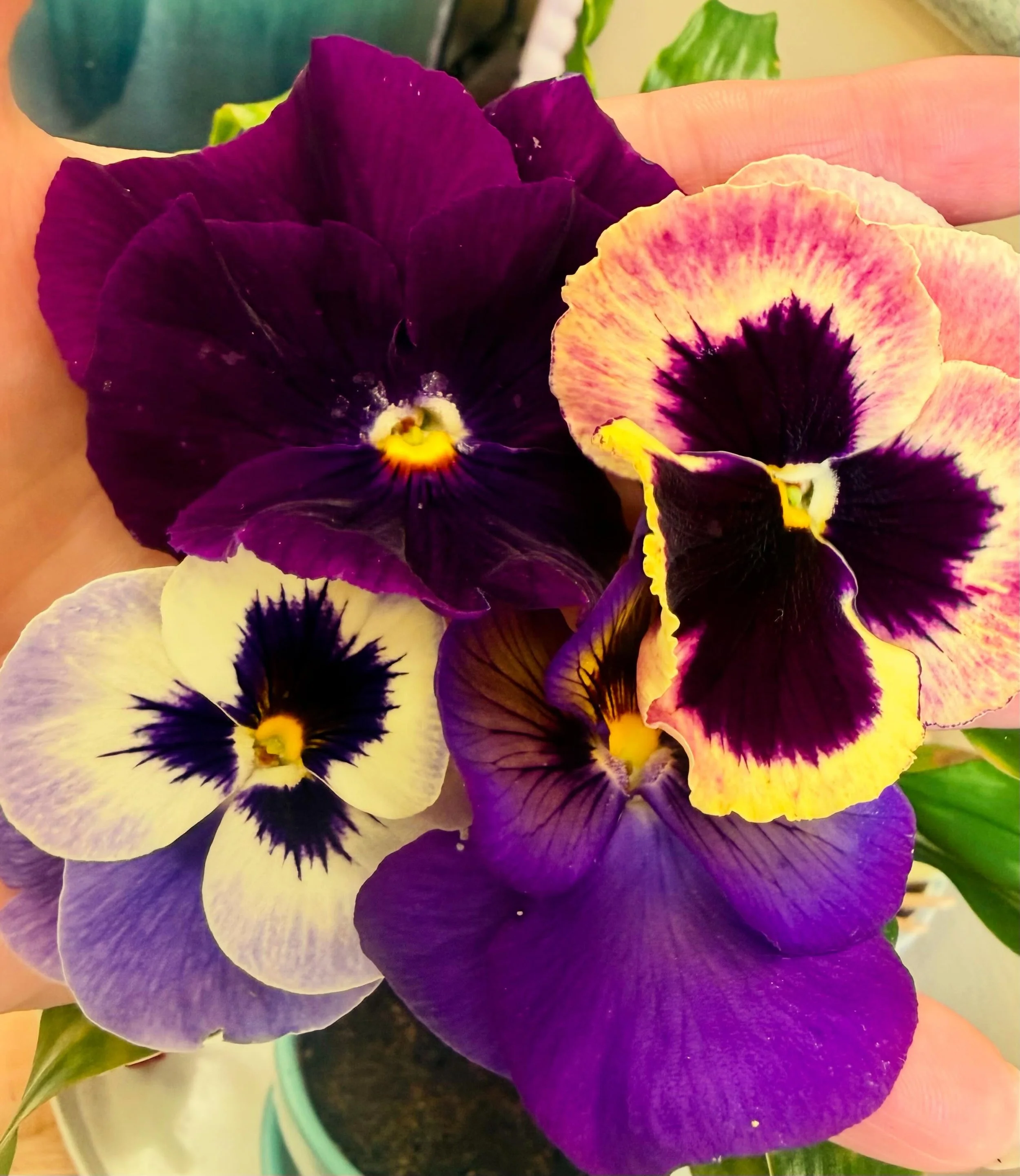 A fist full of beauty. @ittybittyacresfarm delivers THE MOST BEAUTIFUL edible flowers for our Flower Bunns and Boss B Salads. #iykyk #seeyouforlunch #happylittleflowers #happyluncheonette #downtownmedford