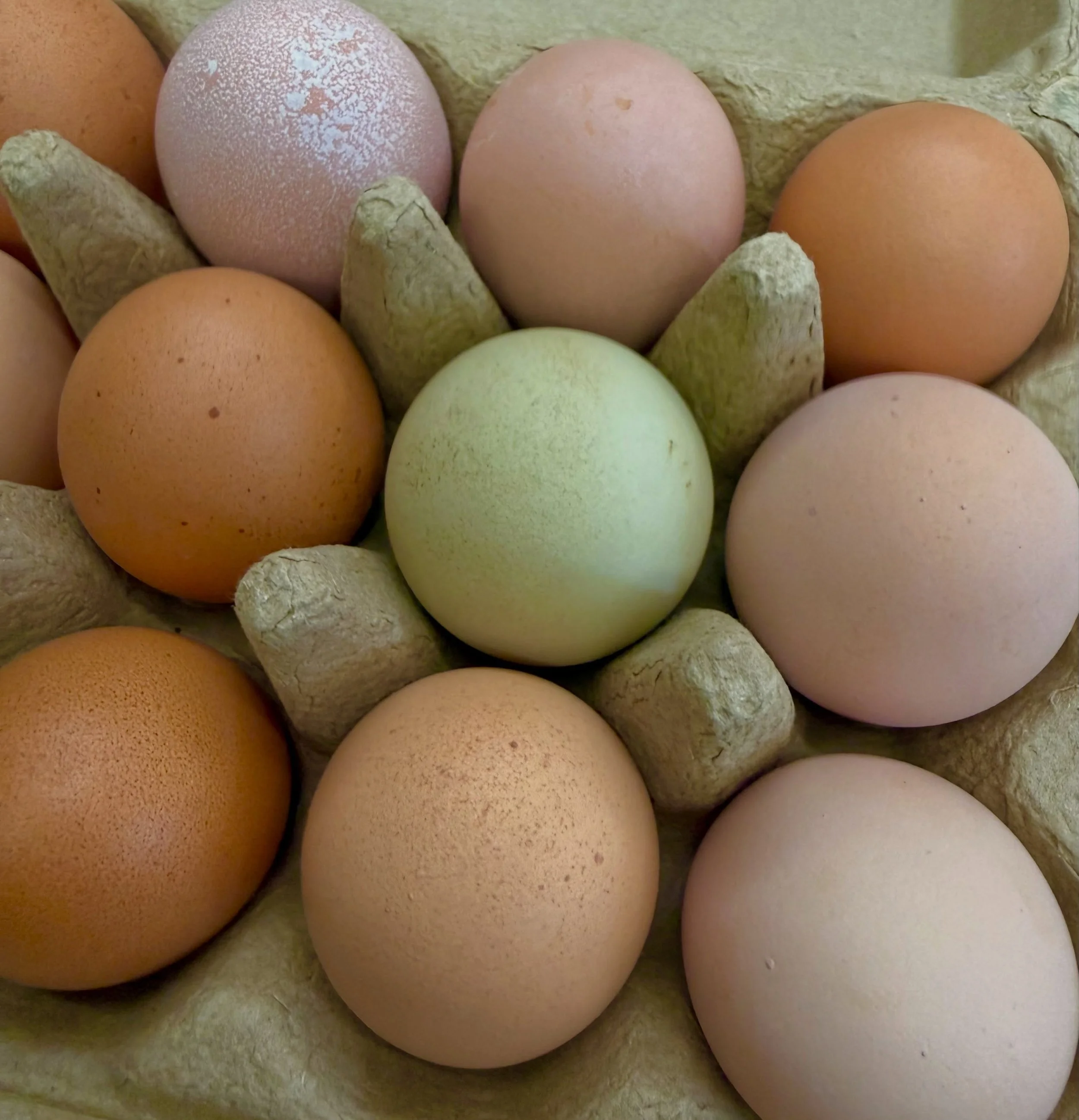 We only use the BEST EGGS! Local-Organic-Delicious and straight from the Fluffy Butt Hut at @ittybittyacresfarm in Sam&rsquo;s Valley. #happyhens #shutuphank #happyeverything #happyluncheonette #downtownmedford