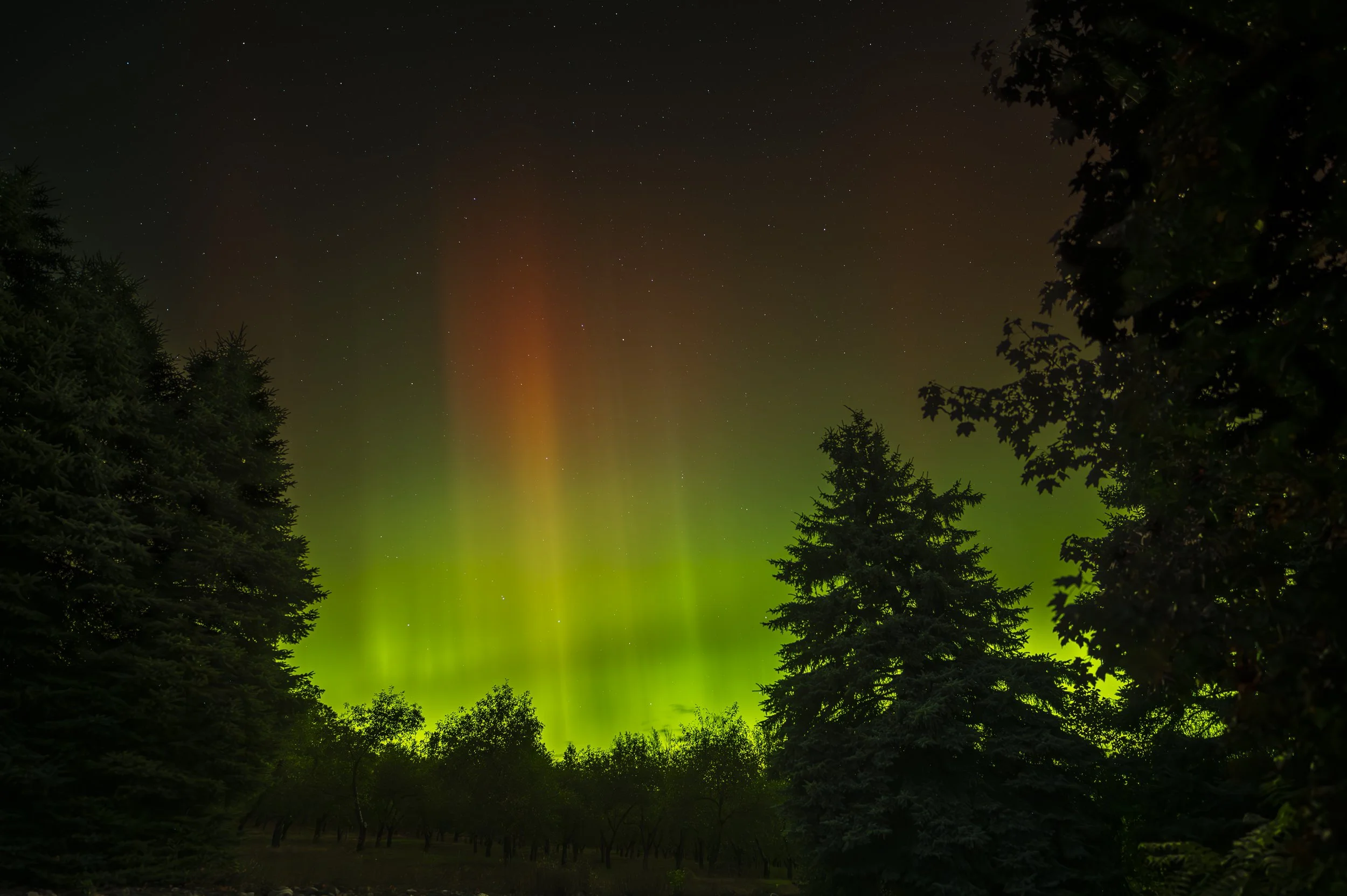 Northern Lights glowing in the night sky above silhouetted trees.