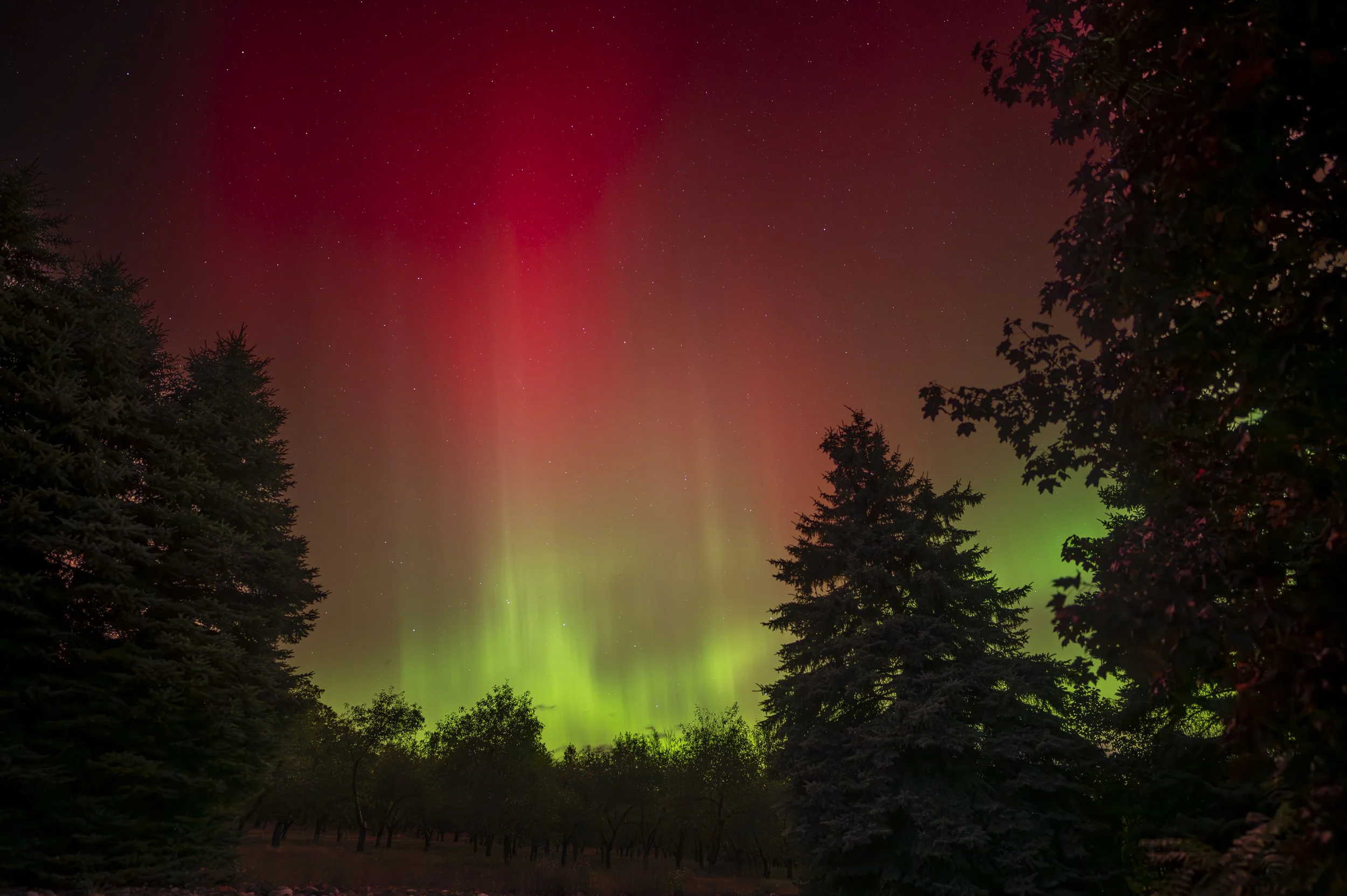 Night sky with vibrant red and green aurora borealis above silhouetted trees.
