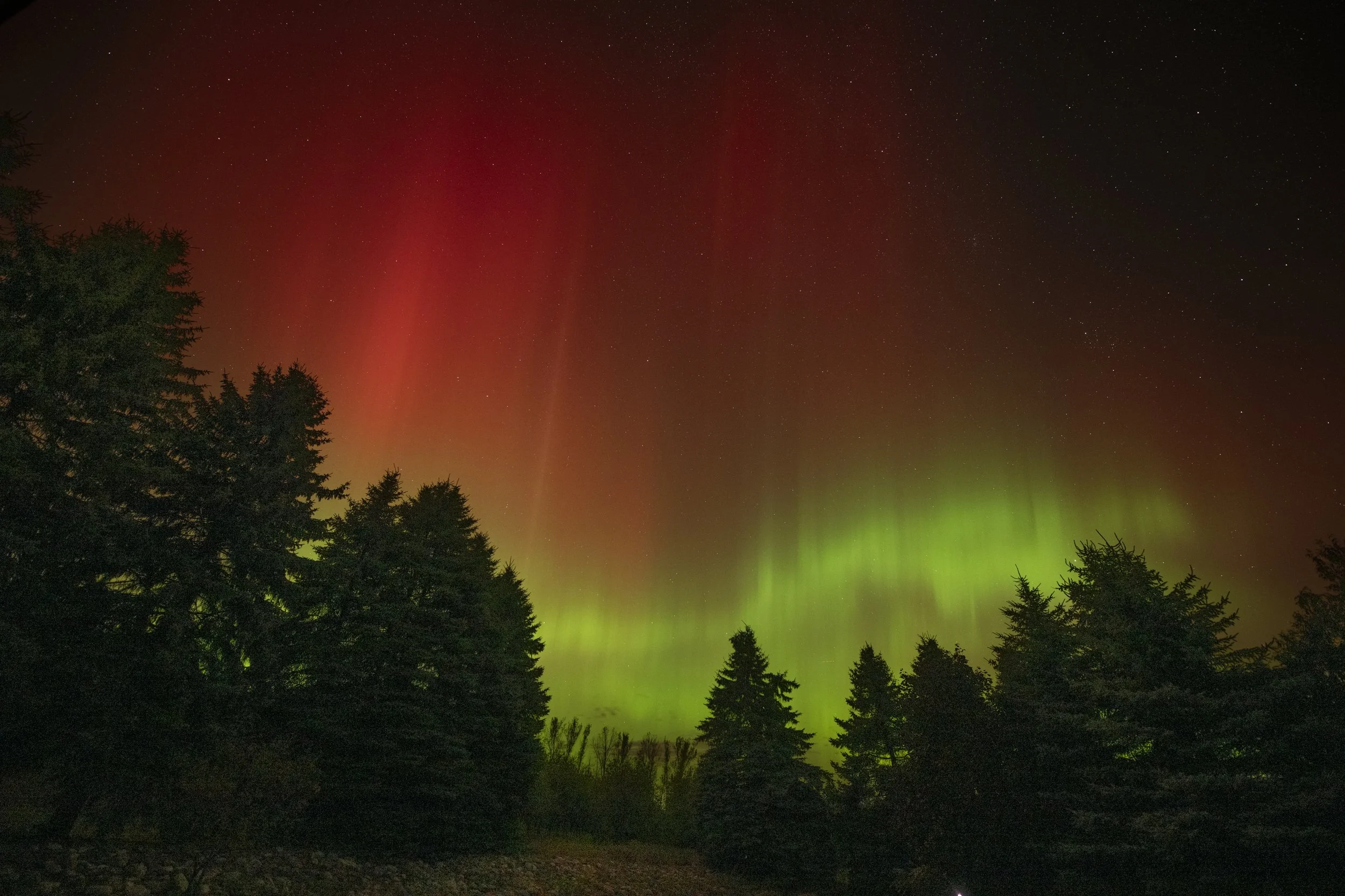 Vibrant aurora borealis with green and red lights above a silhouette of trees at night.