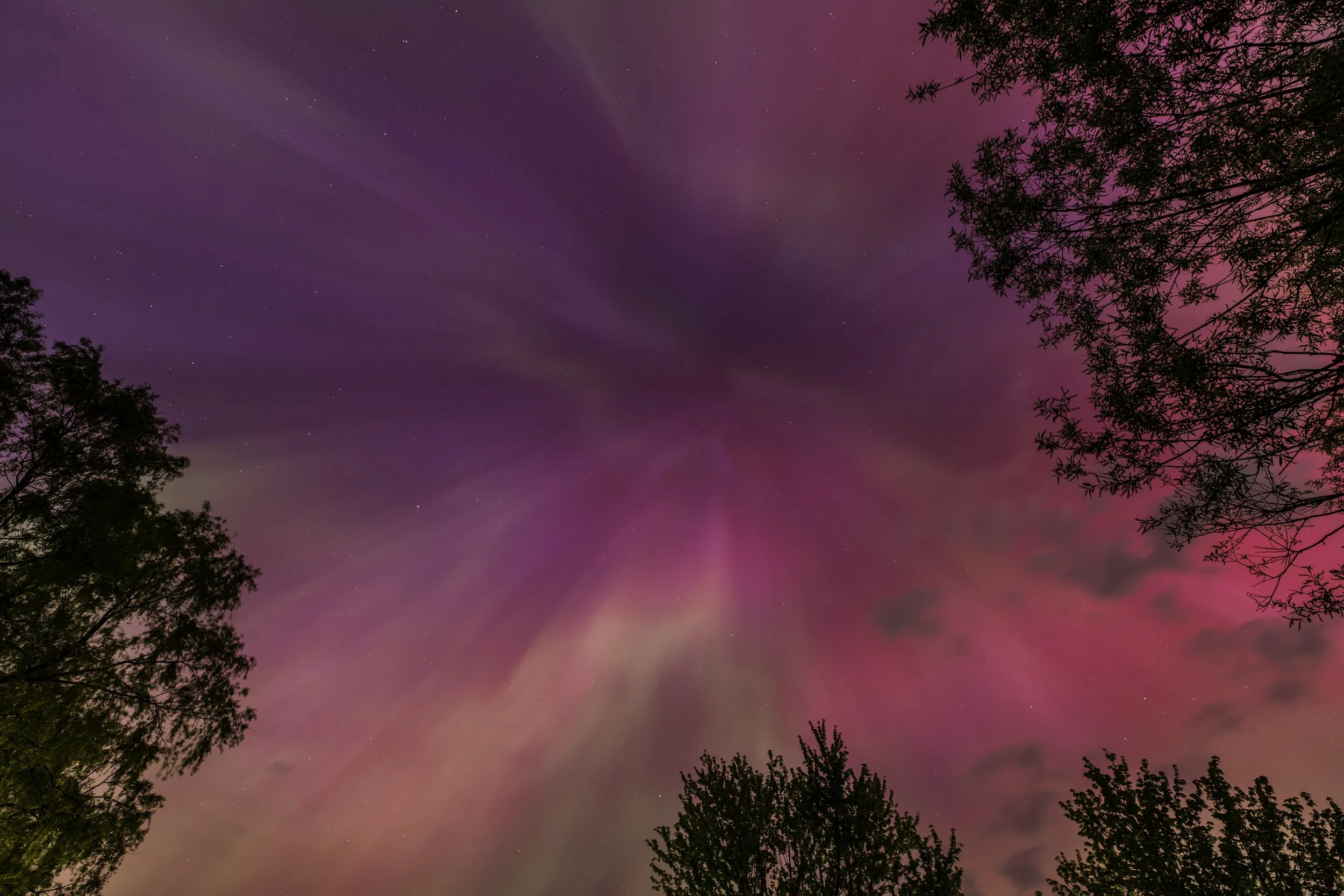 Purple and pink northern lights in the night sky framed by silhouetted trees.