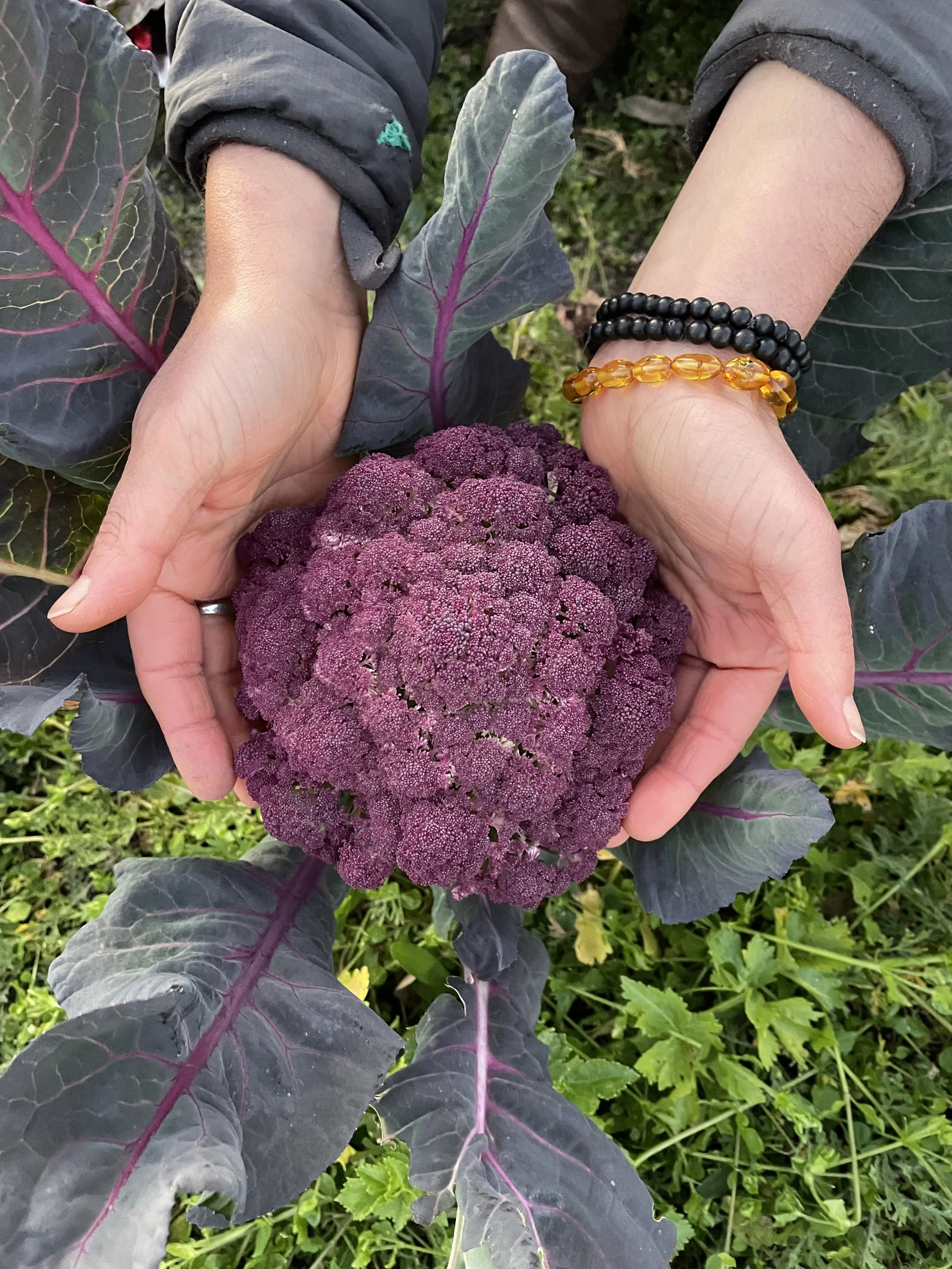 Hands holding purple cauliflower with green leaves in a garden.