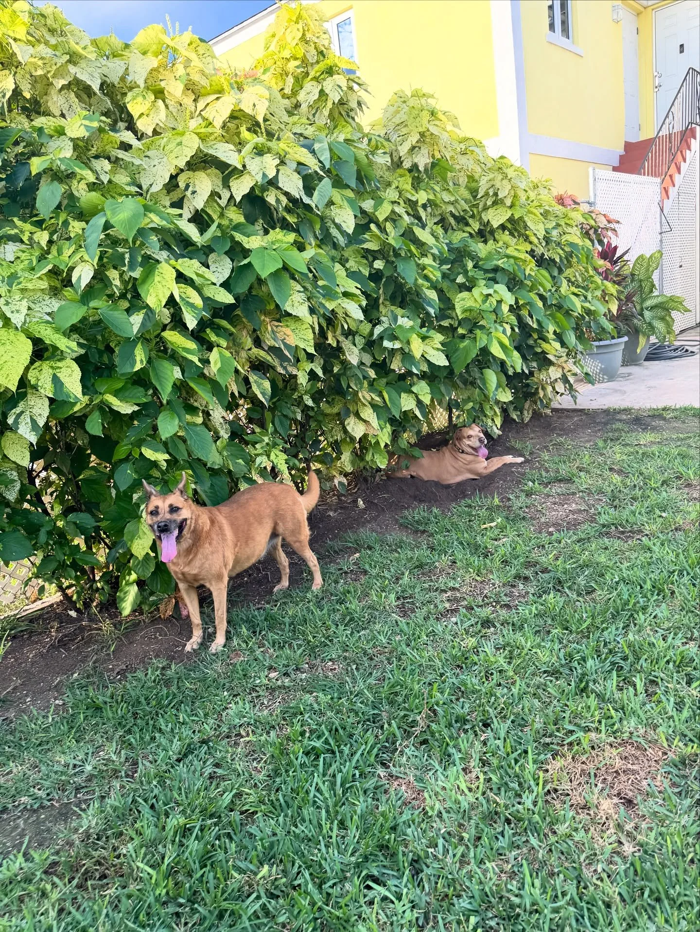 Welcome Tia and Rambo