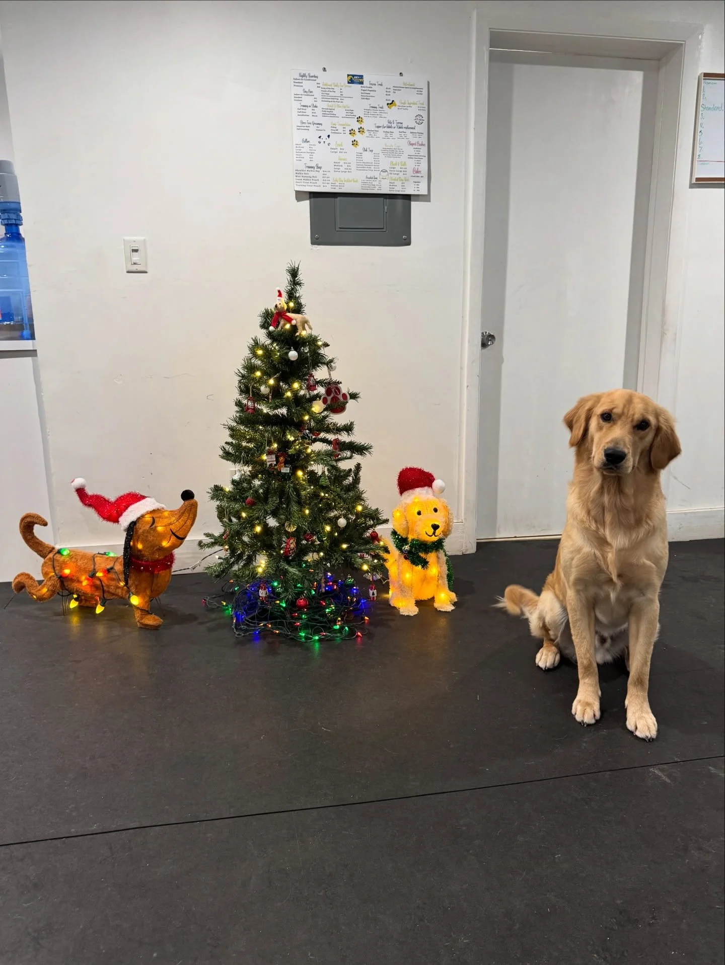 Happy 1st birthday Zuke 🥳🎉🎂🎊🎈🎁