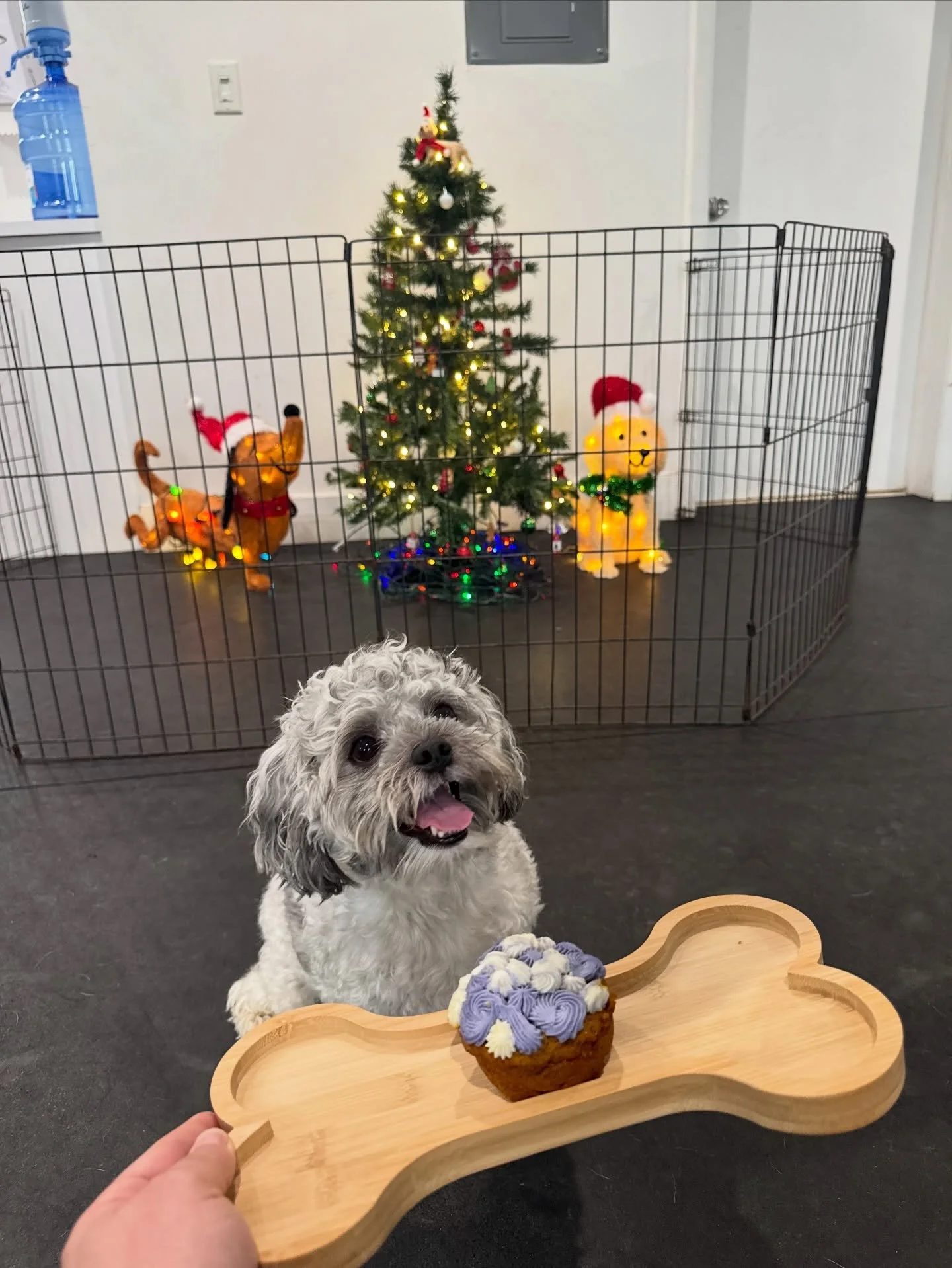 Happy birthday Gucci