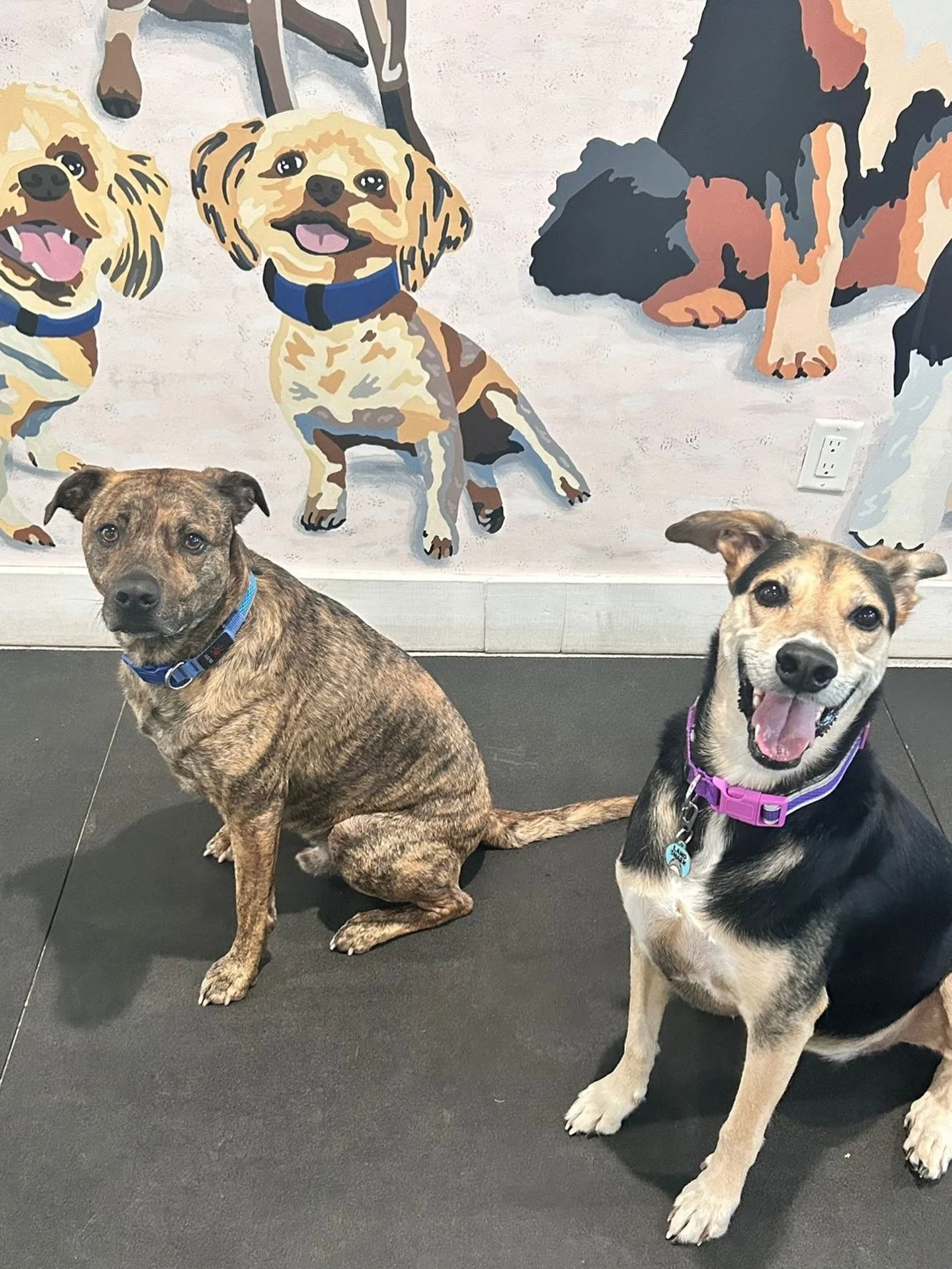 Welcome Walker and Cane