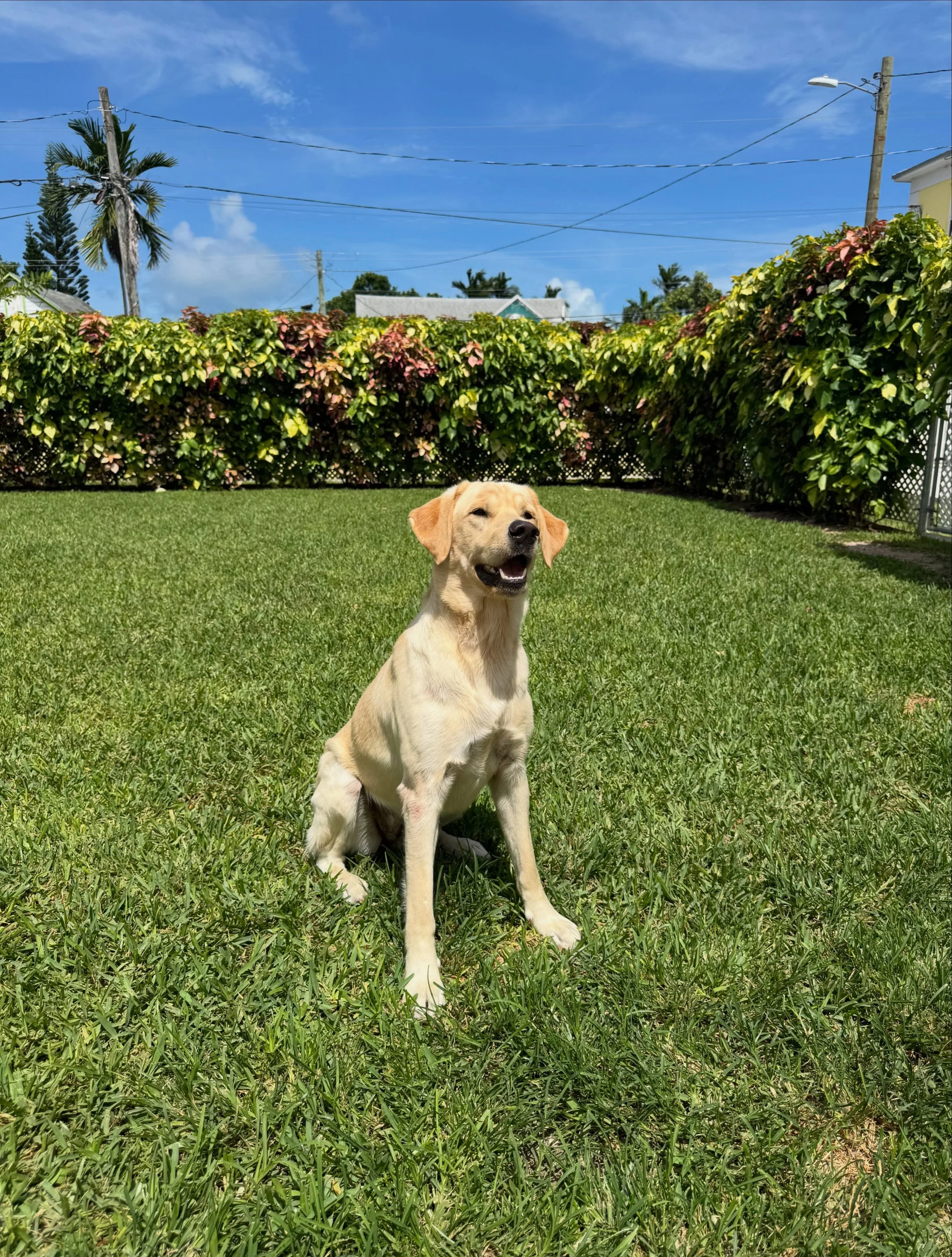 Dolly