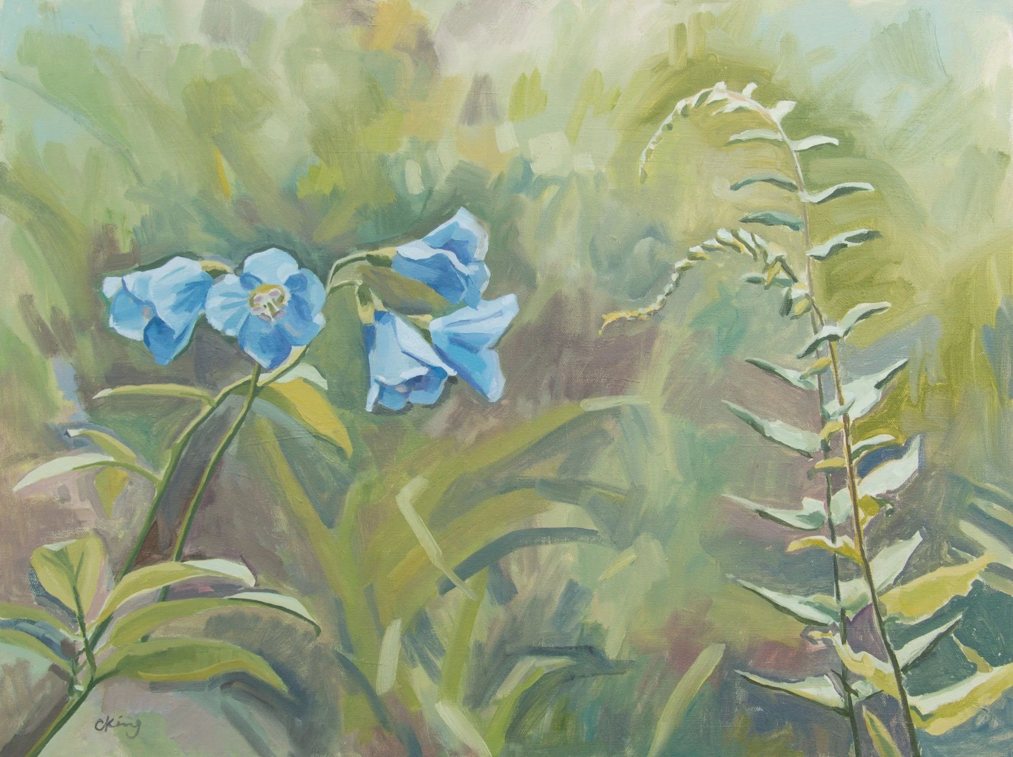 Spreading Jacob's Ladder and Fern.jpg