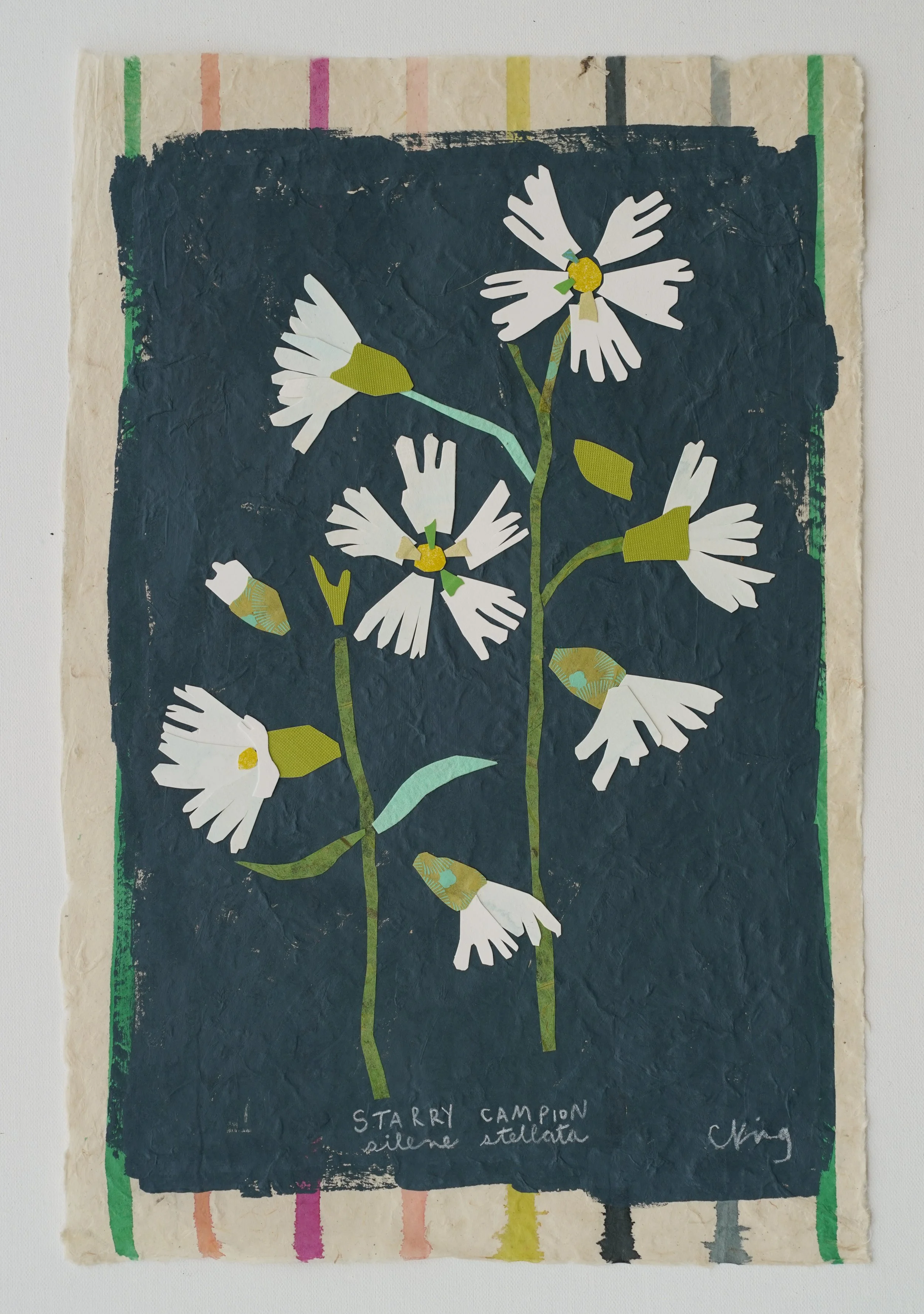 Starry Campion