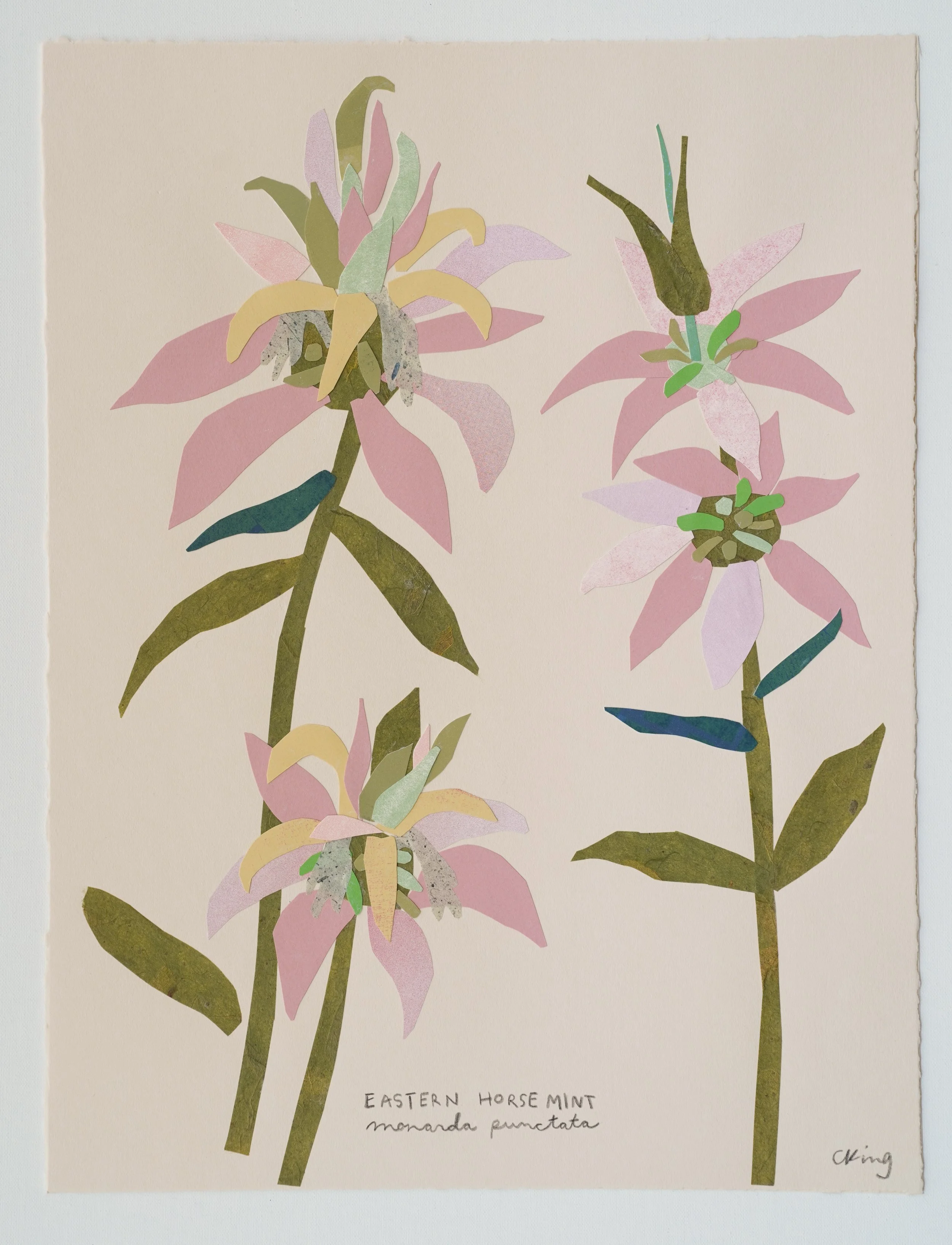 Eastern Horsemint
