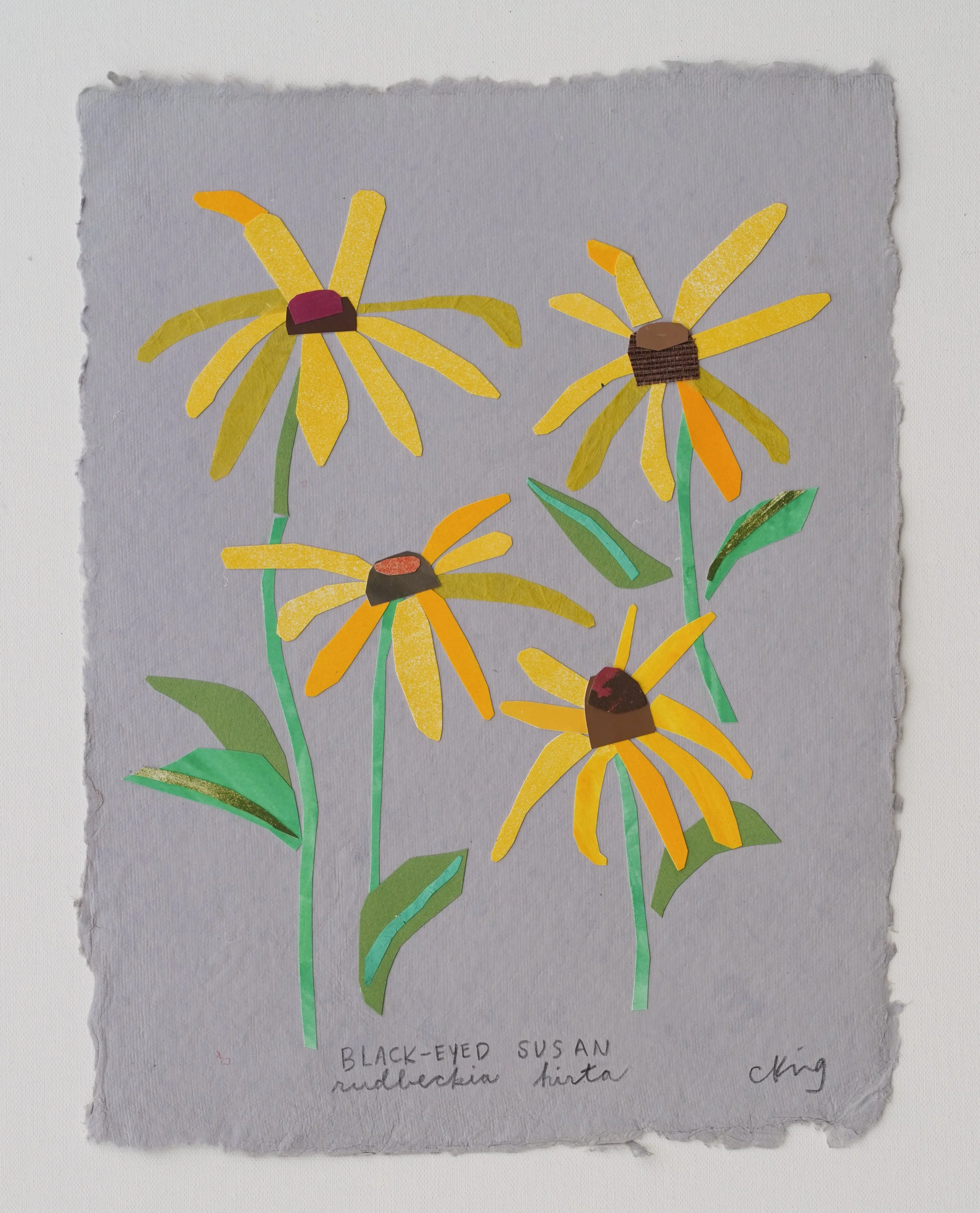 Black Eyed Susan