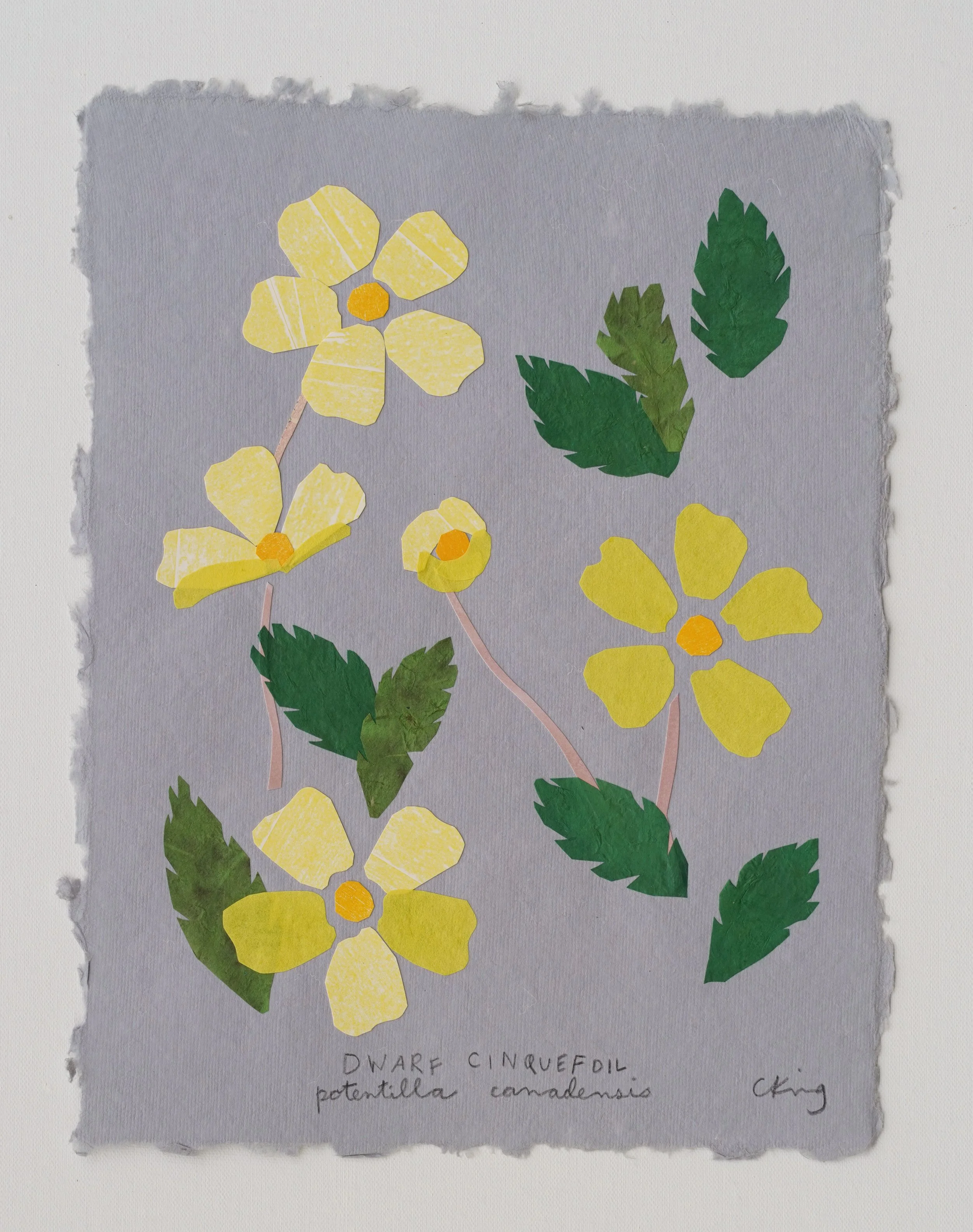 Dwarf Cinquefoil