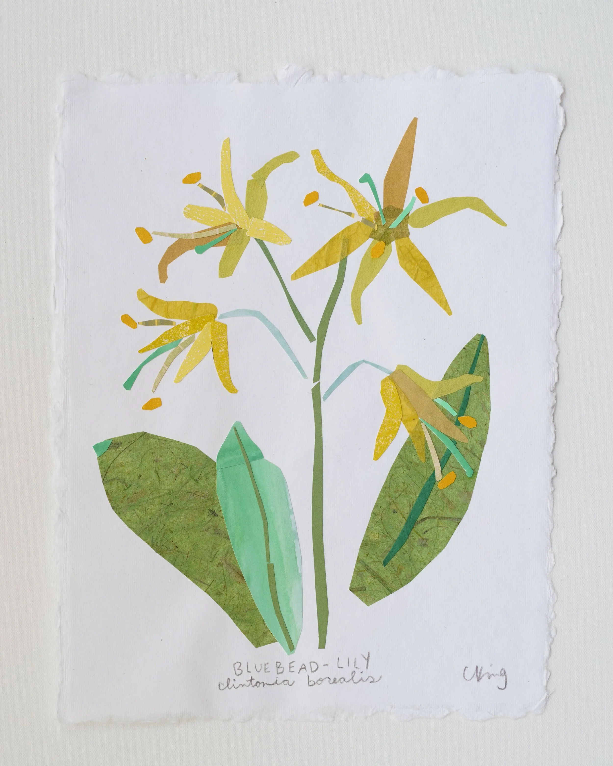 Blue-bead Lily