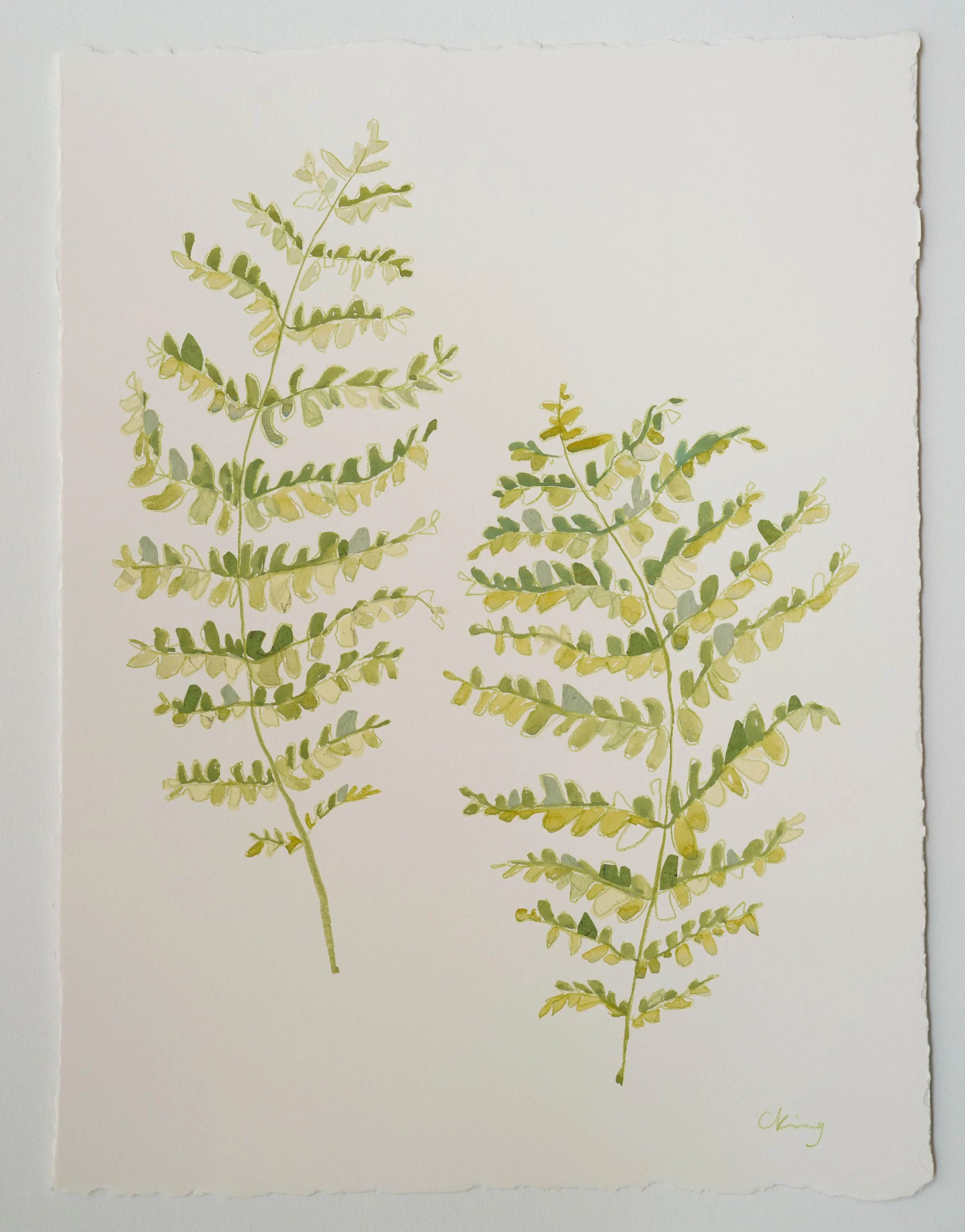 Fern 2