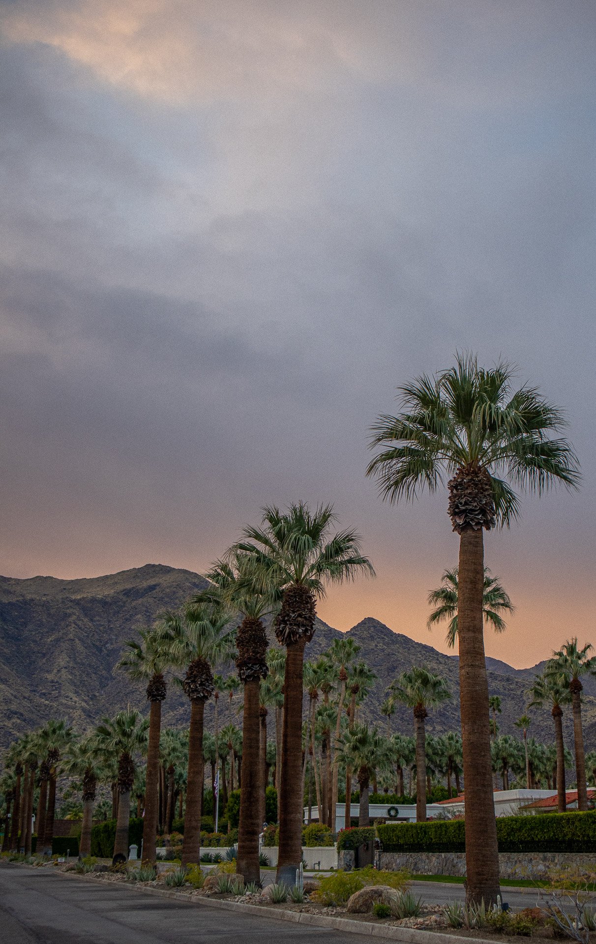 Palm trees lining a street with mountains in the background under a cloudy sky at sunset.