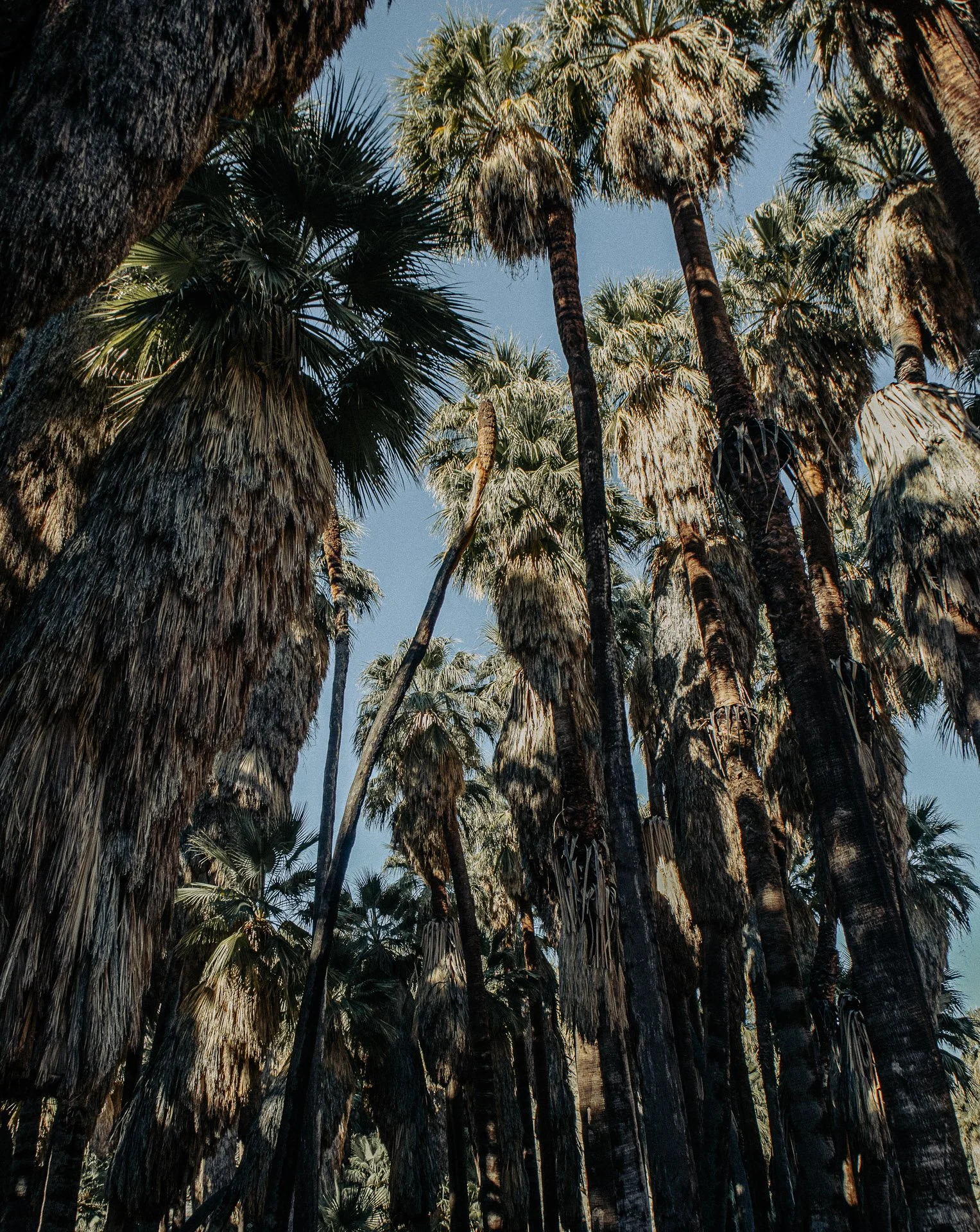 Looking up at tall palm trees with lush, dense foliage set against a clear blue sky.