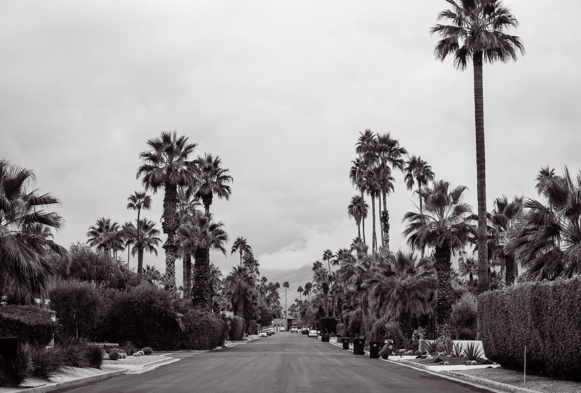 Black and white photo of a suburban street with palm trees lining both sides, cloudy sky, and mountains in the distance.
