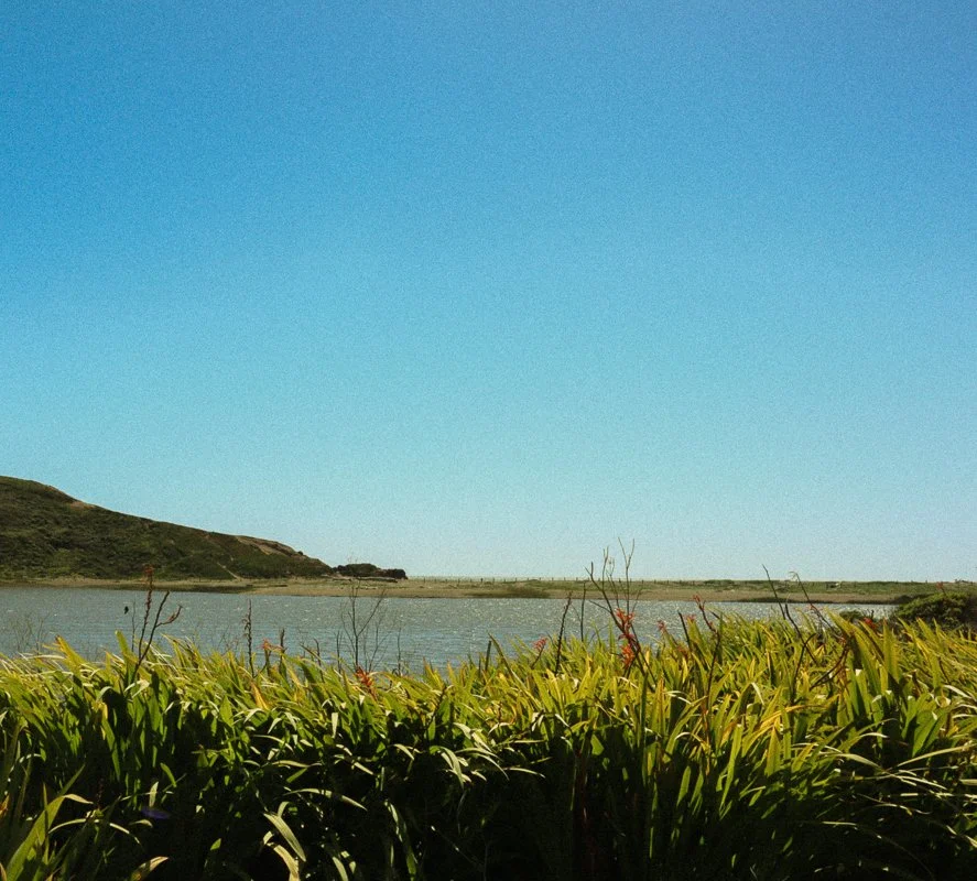 A serene landscape with green reeds in the foreground, a calm body of water in the middle, and a hill in the background under a clear blue sky.