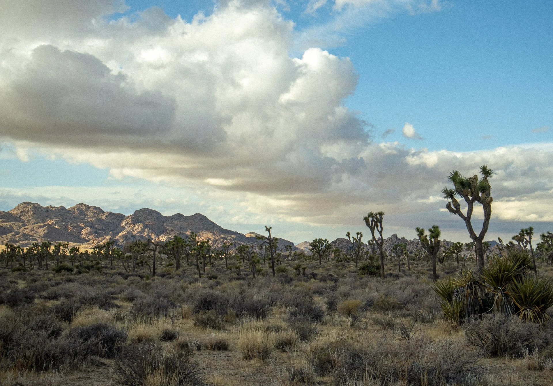 Desert landscape with Joshua trees and distant mountains under cloudy sky.