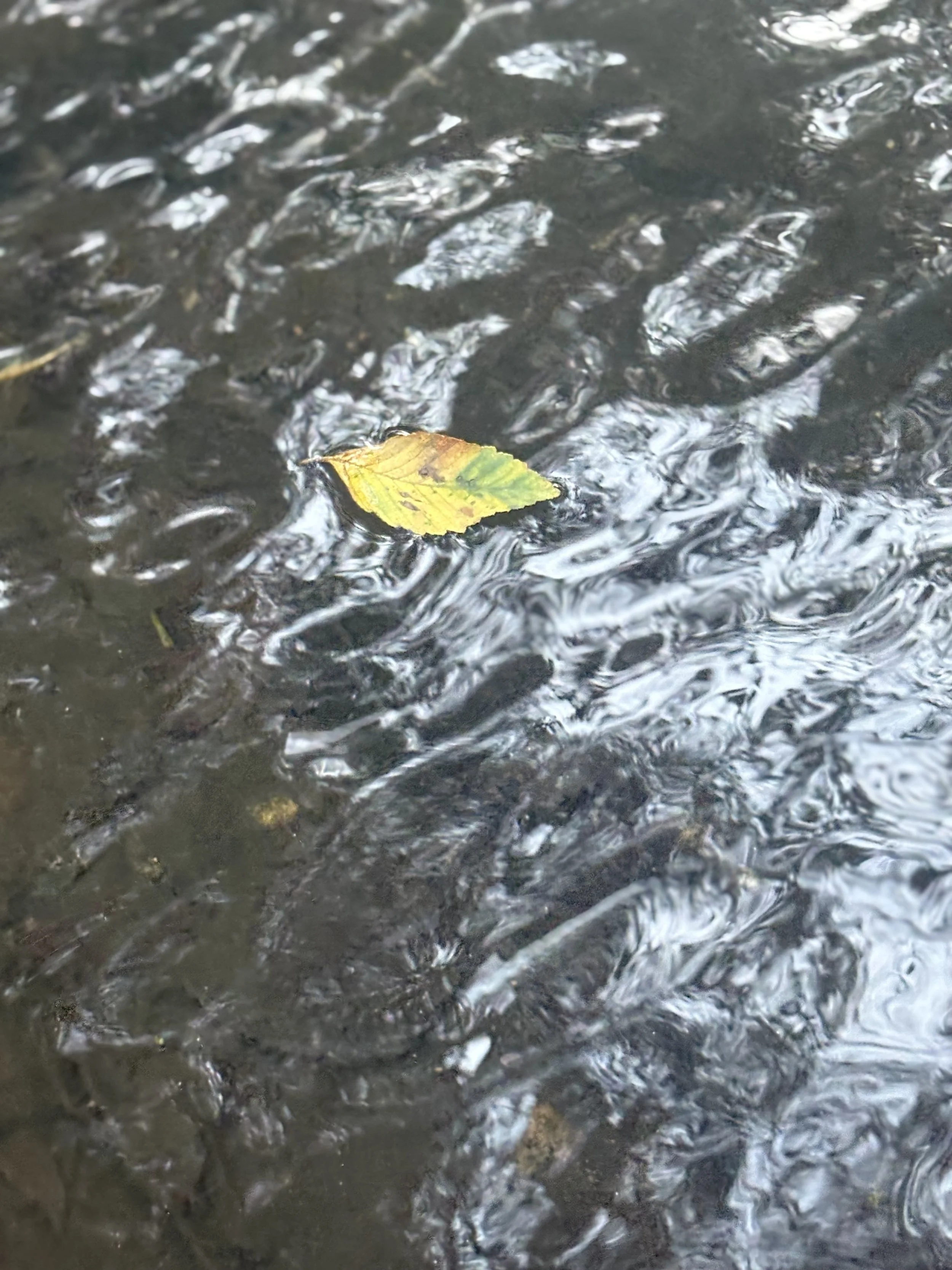 Breath and Death: Honoring the Season of Fall