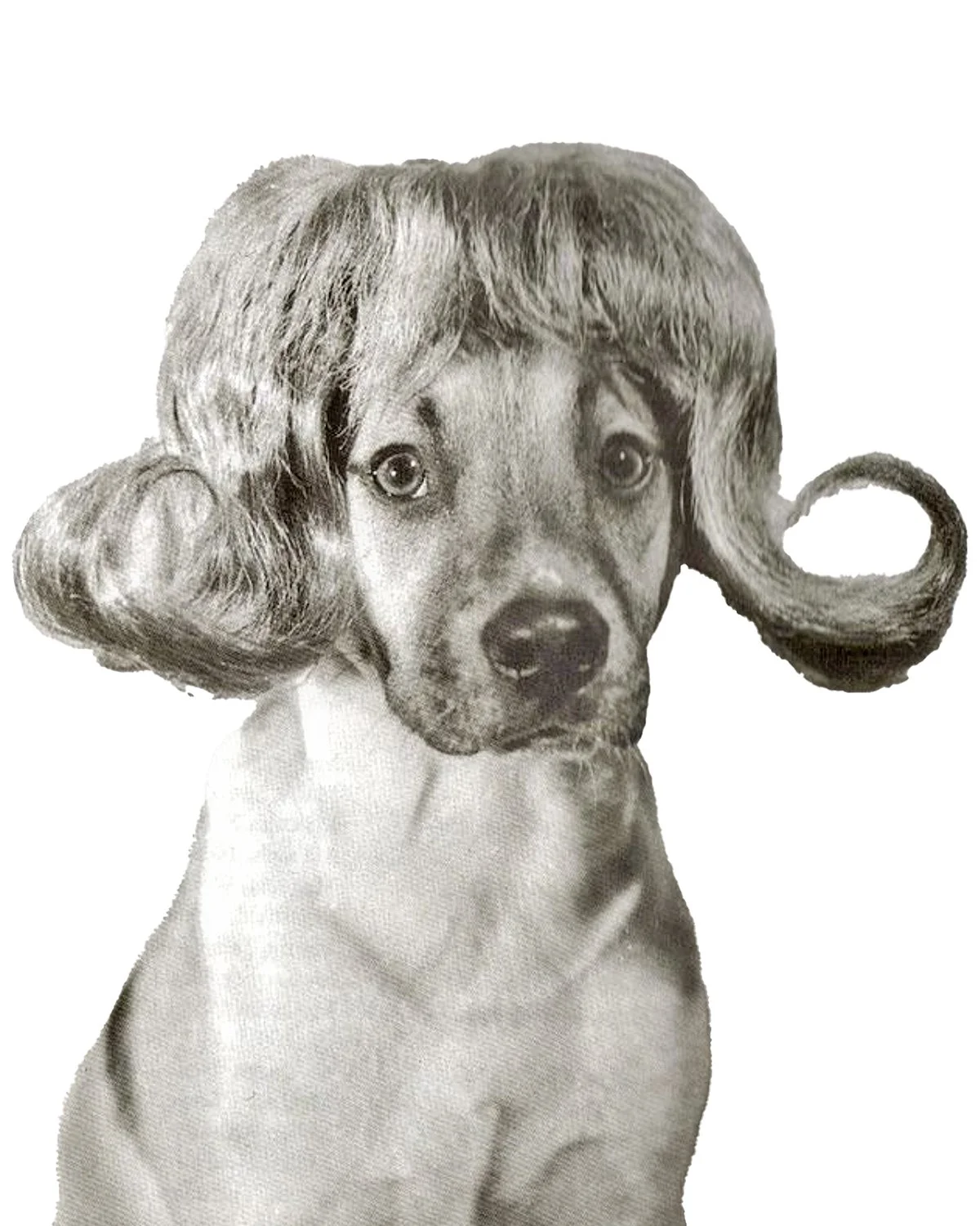 dogwig.jpg