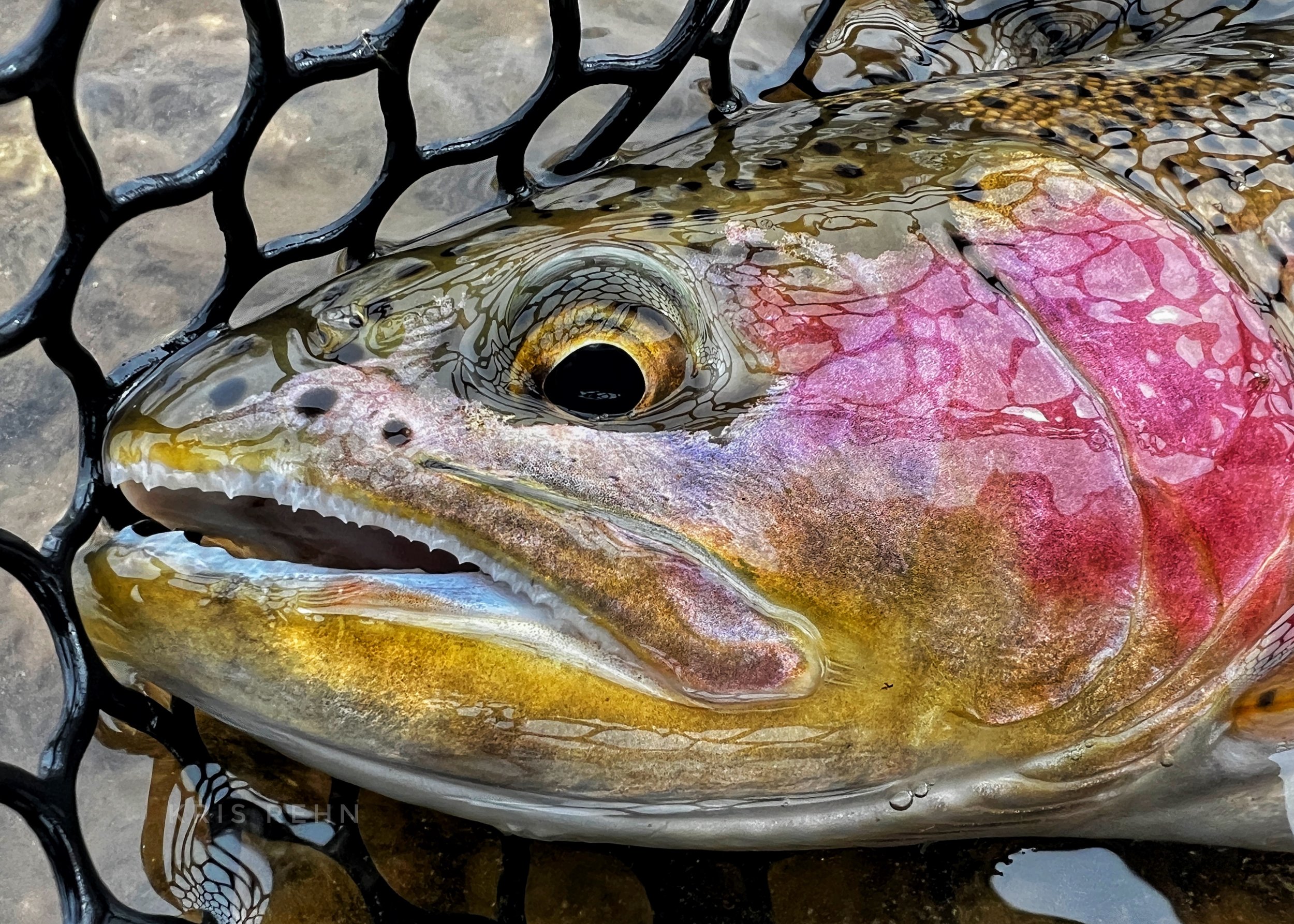 Rainbow Trout, South Fork Boise River, Idaho