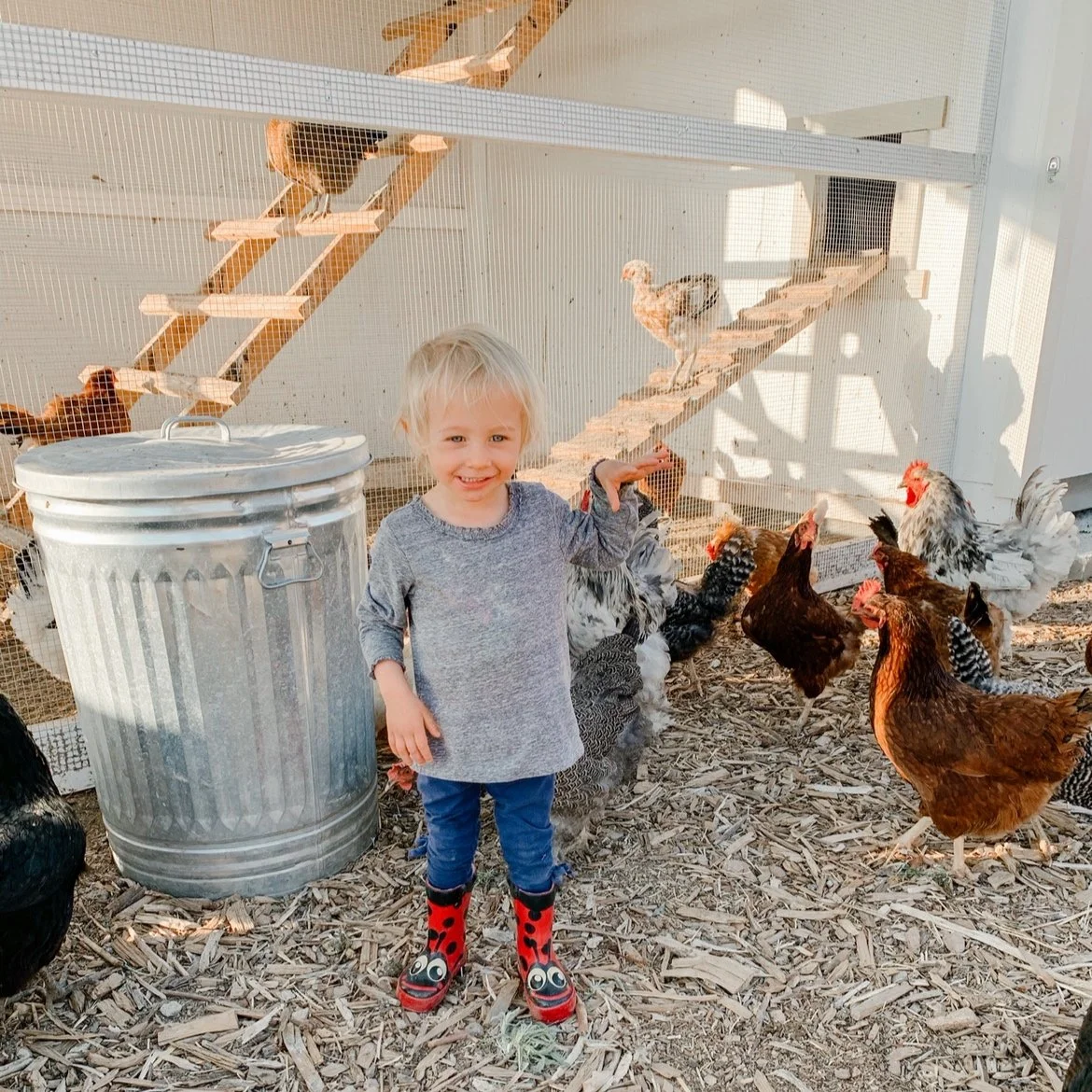 Chicken coop