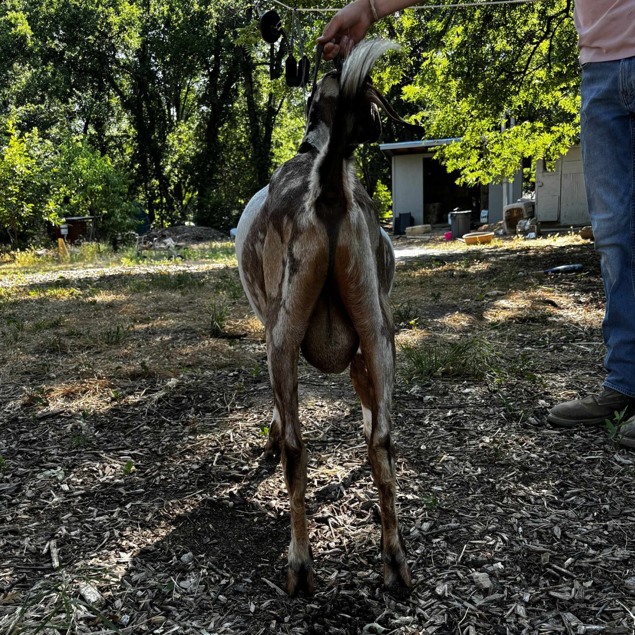 Photos courtesy of FROG Farms