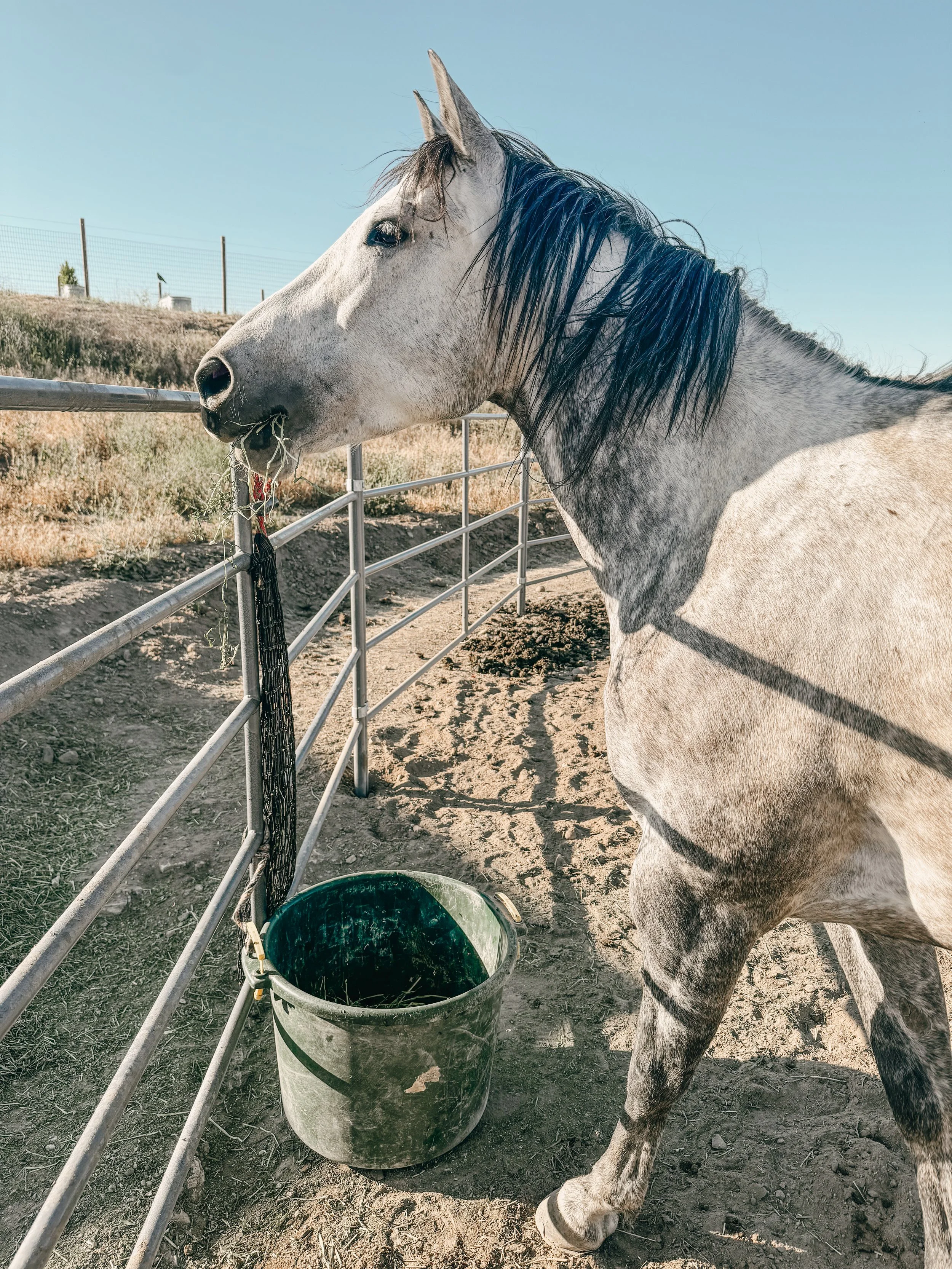 Blog — Windy Pines Ranch