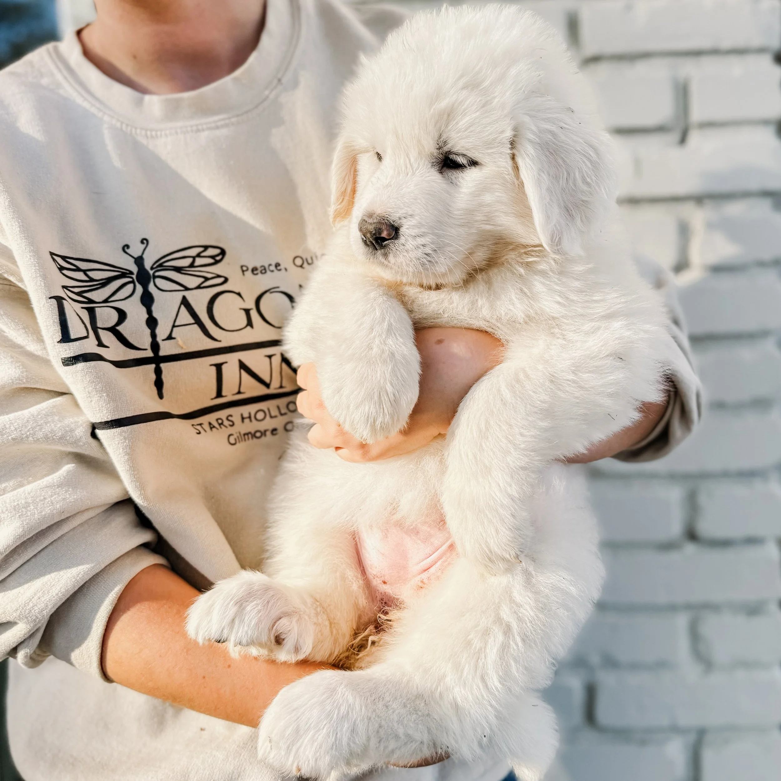 Dams (Great Pyrenees) — Windy Pines Ranch