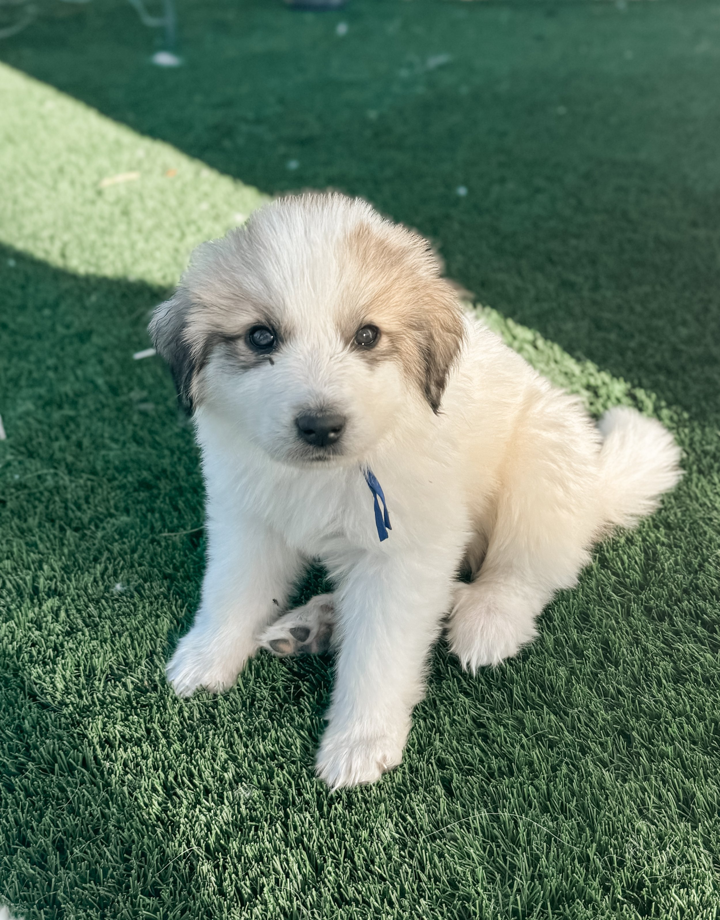 Cupid — Windy Pines Ranch
