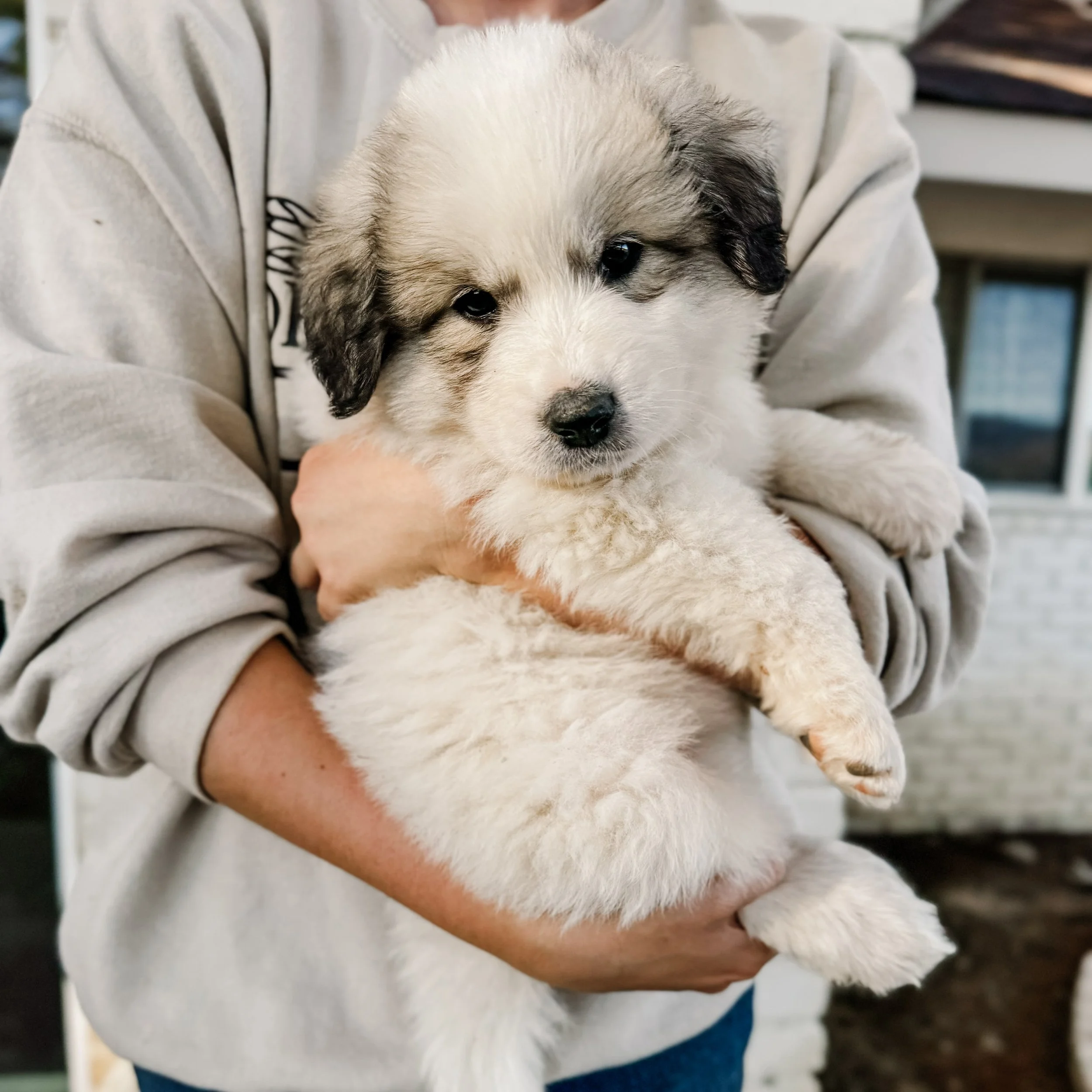 Dams (Great Pyrenees) — Windy Pines Ranch