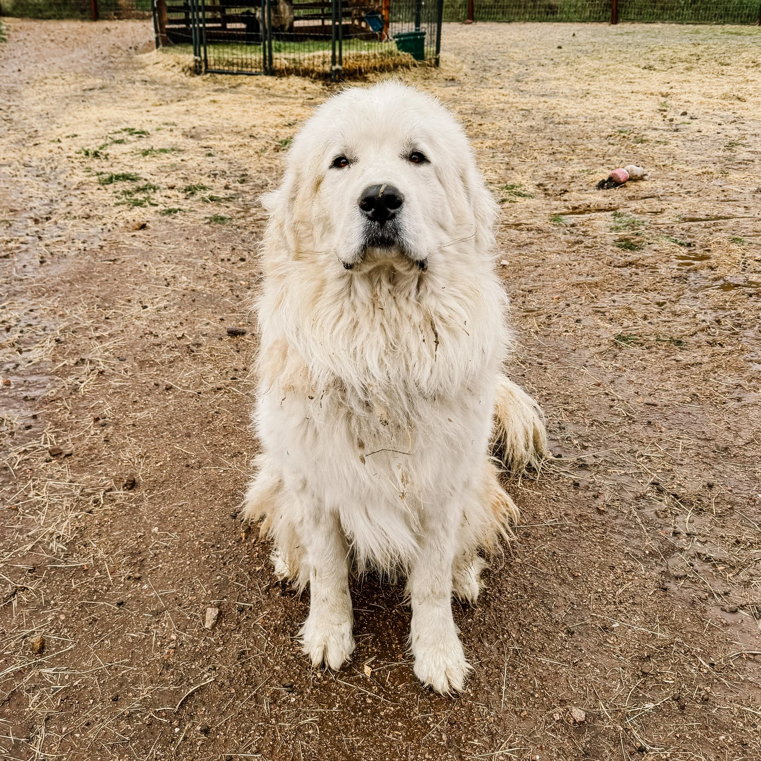 Sires (Great Pyrenees) — Windy Pines Ranch