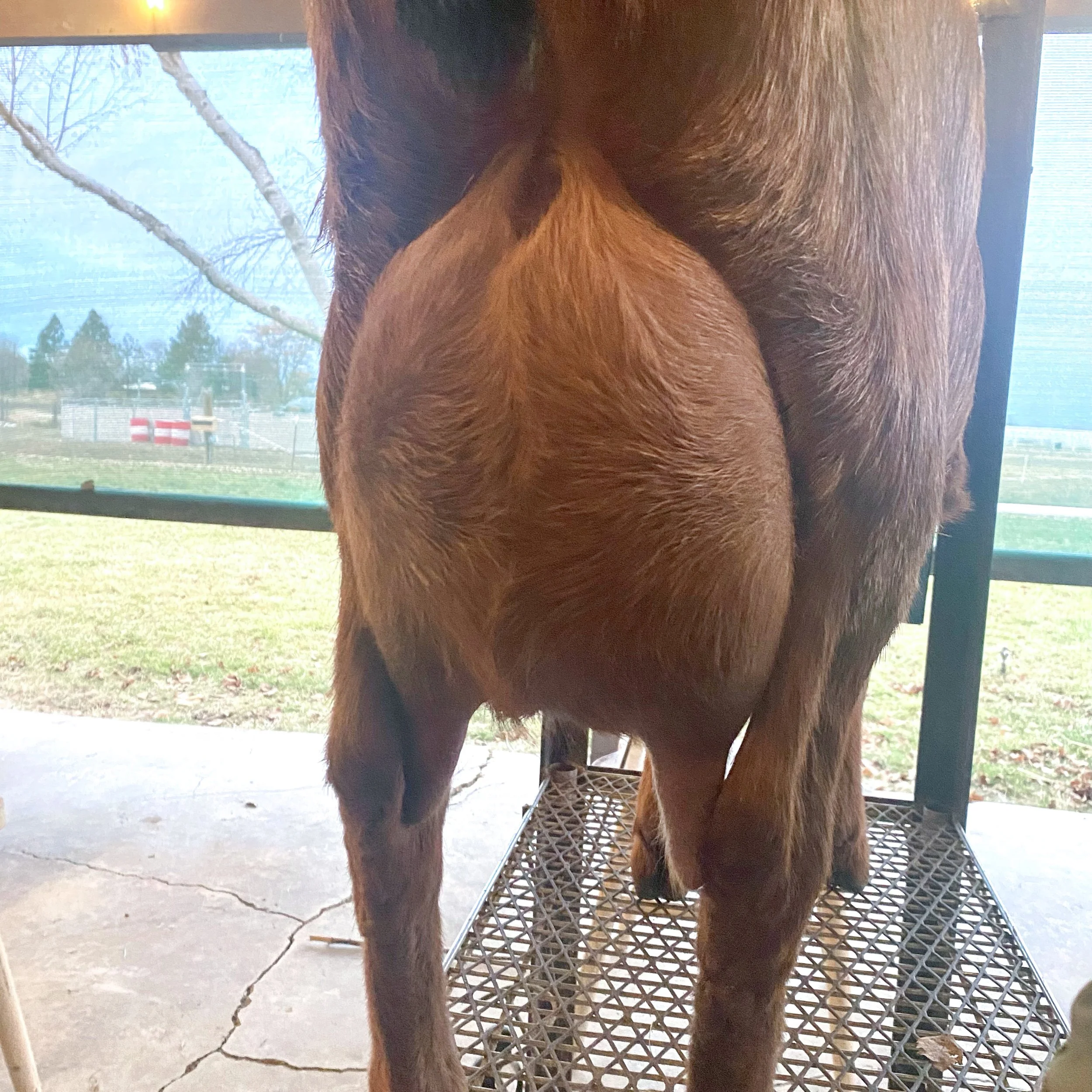 Levi — Windy Pines Ranch