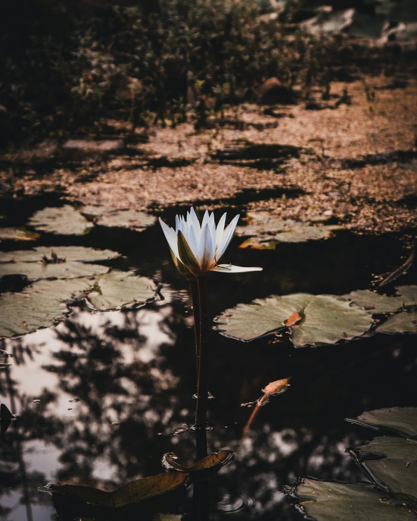No mud no lotus // 

The lotus flower is a symbol of compassion in Buddhist and Yogic philosophy. When our hearts experience suffering, our love flowers into compassion that meets that challenge with both strength and softness. By seeing ourselves as