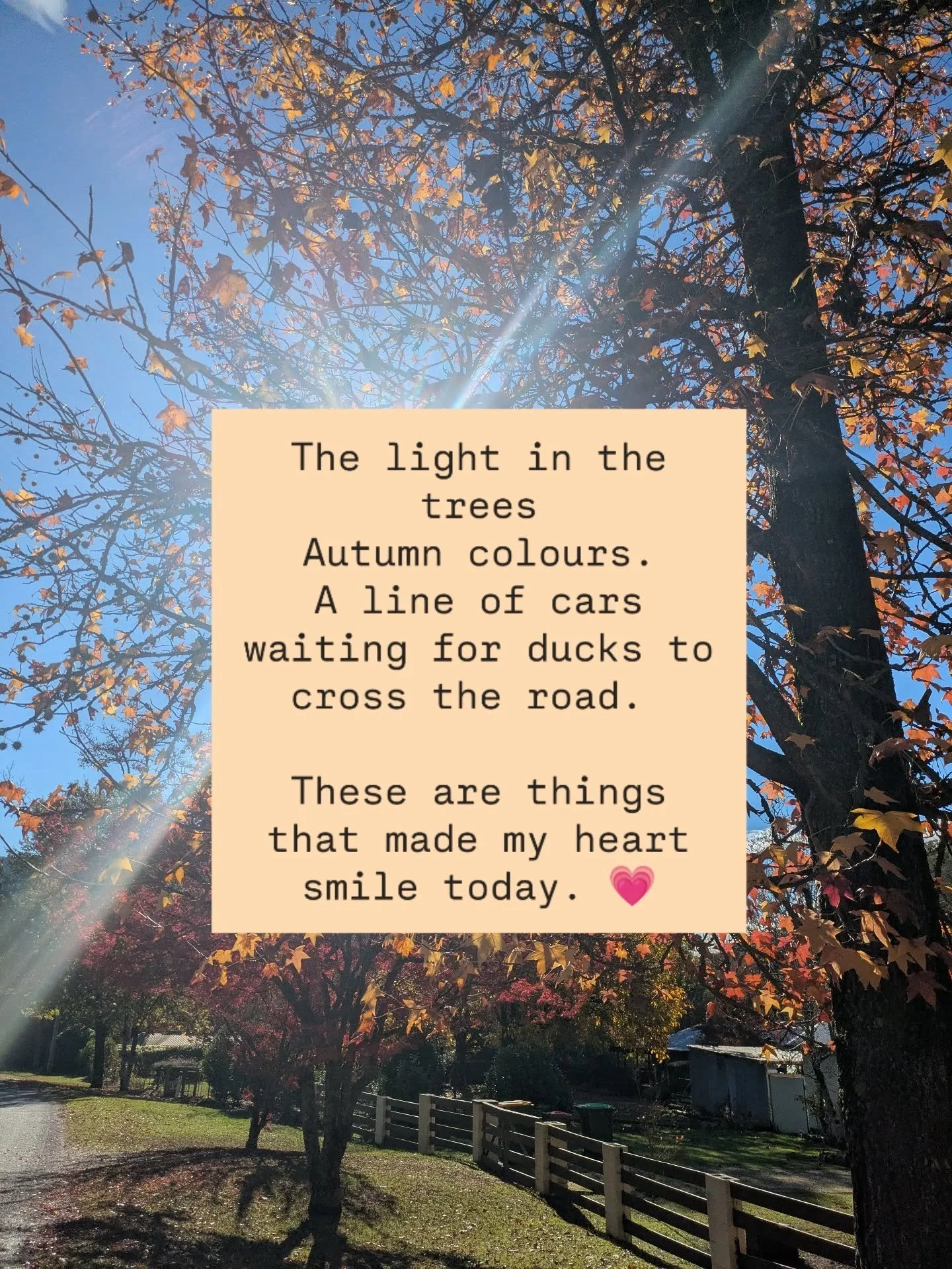 Tiny pockets of awe and joy can be hard to find when we are contracted and busy. 

The light in the trees.
Autumn colours.
A line of cars waiting for ducks to cross the road. 

These are a few of the things that I noticed made my heart smile today. 
