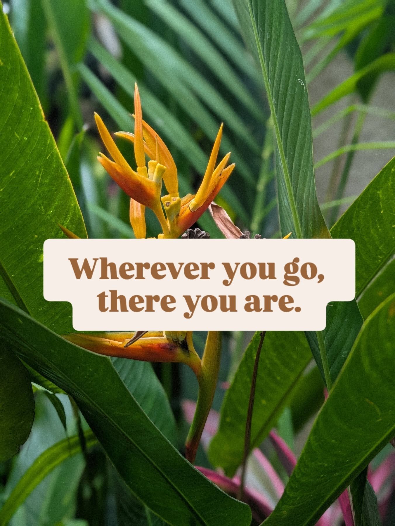 Wherever you go, there you are //

This quote has been attributed to mindfulness teacher Jon Kabat Zinn and also the addiction recovery community - yet it feels like an important foundational pillar of all awakening awareness practices. 

It reminds 