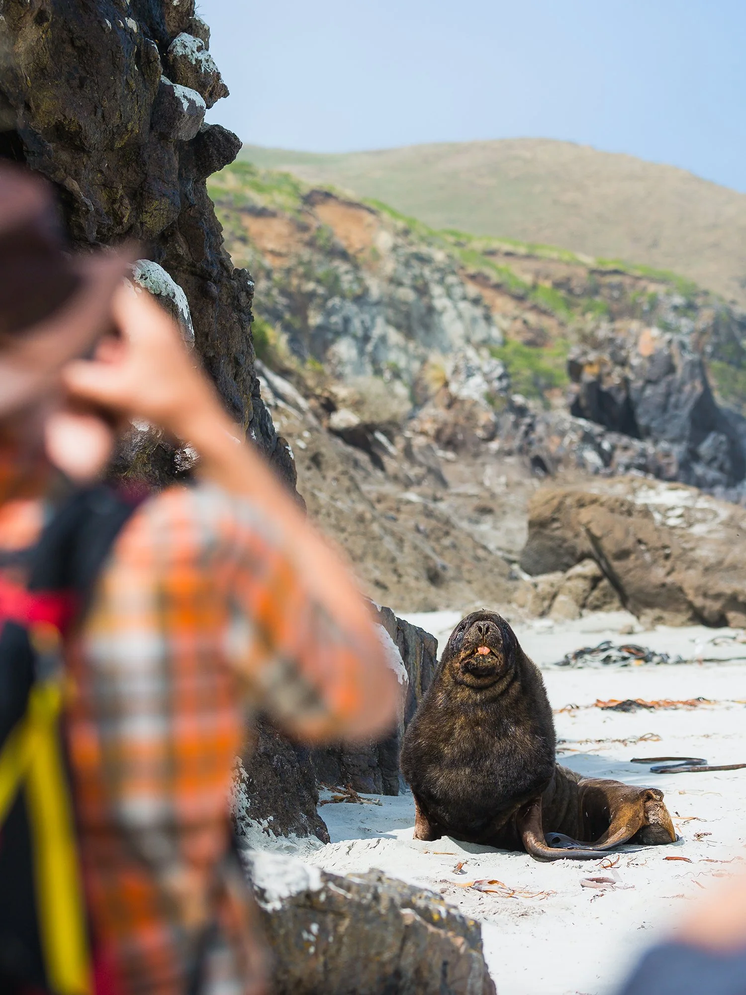Sea Lion - Chris McNeilla.jpg