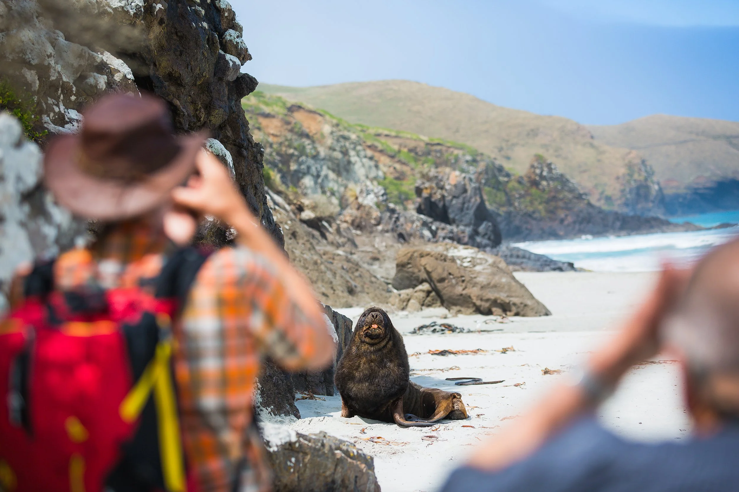 Sea Lion - Chris McNeilla.jpg